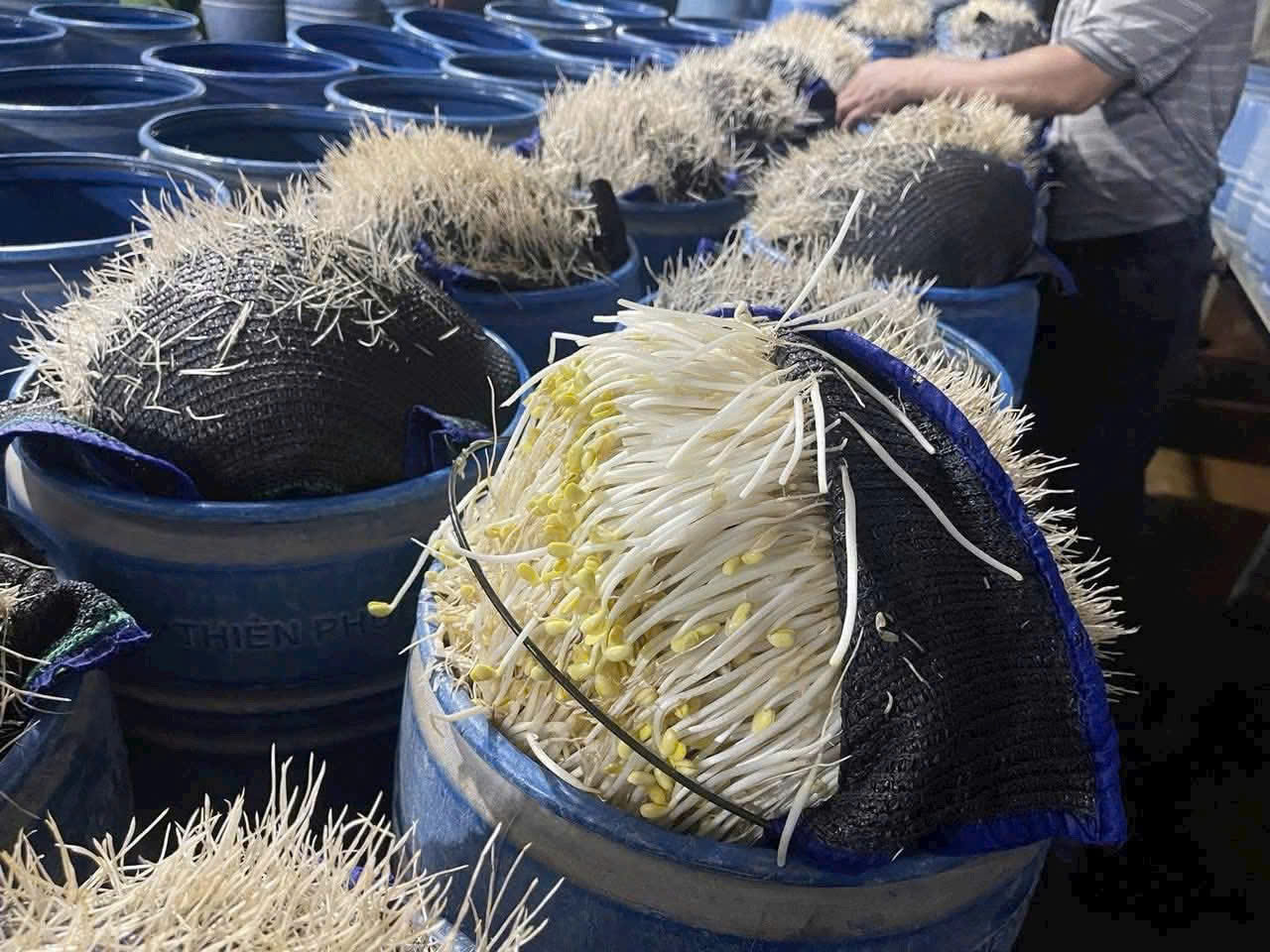 Lào Cai: Hai cơ sở sản xuất hàng trăm tấn giá đỗ "tắm" hóa chất độc hại- Ảnh 2. Lào Cai: Hai cơ sở sản xuất hàng trăm tấn giá đỗ "tắm" hóa chất độc hại- Ảnh 2.