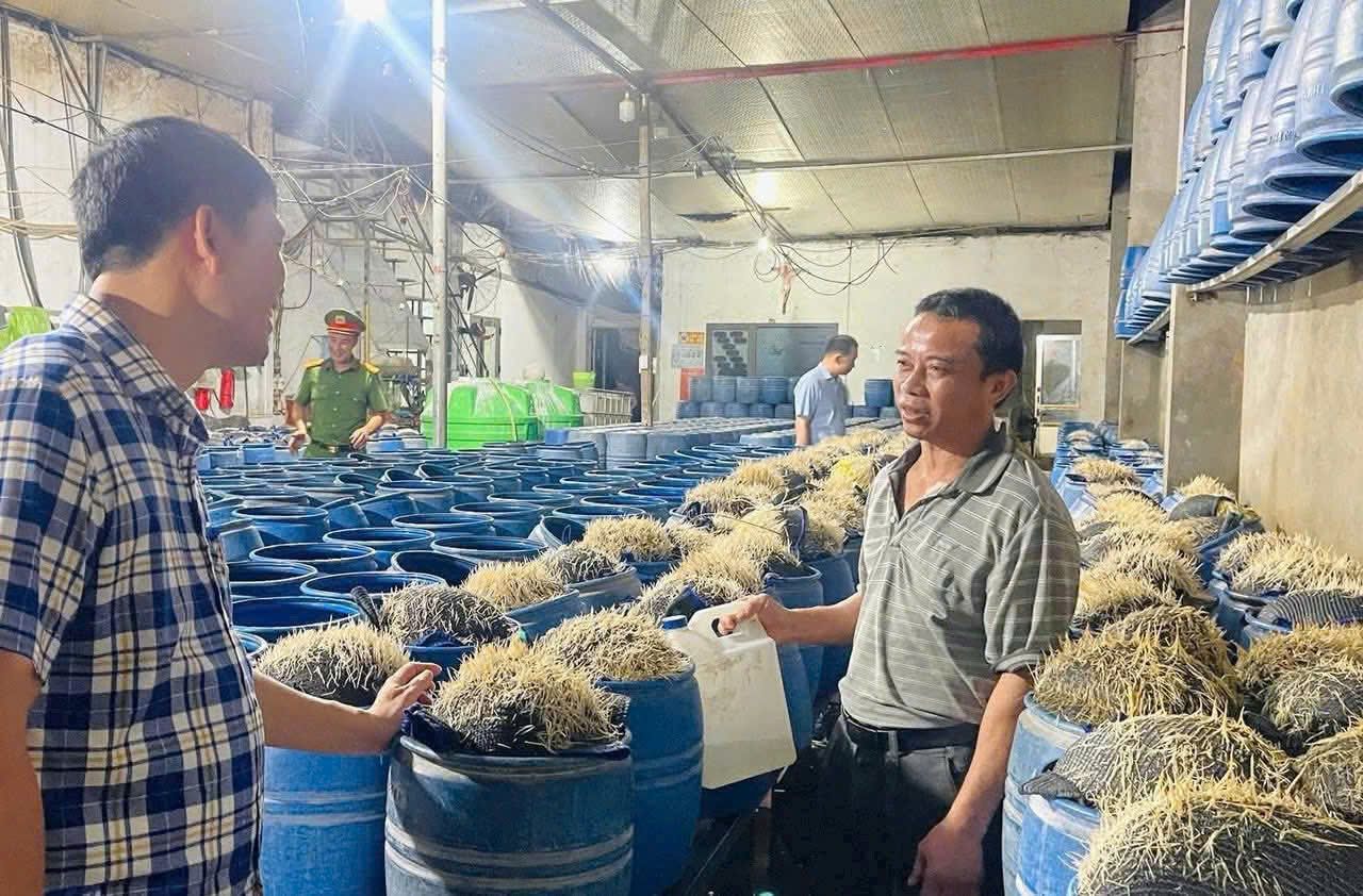 Lào Cai: Hai cơ sở sản xuất hàng trăm tấn giá đỗ "tắm" hóa chất độc hại- Ảnh 3. Lào Cai: Hai cơ sở sản xuất hàng trăm tấn giá đỗ "tắm" hóa chất độc hại- Ảnh 3.