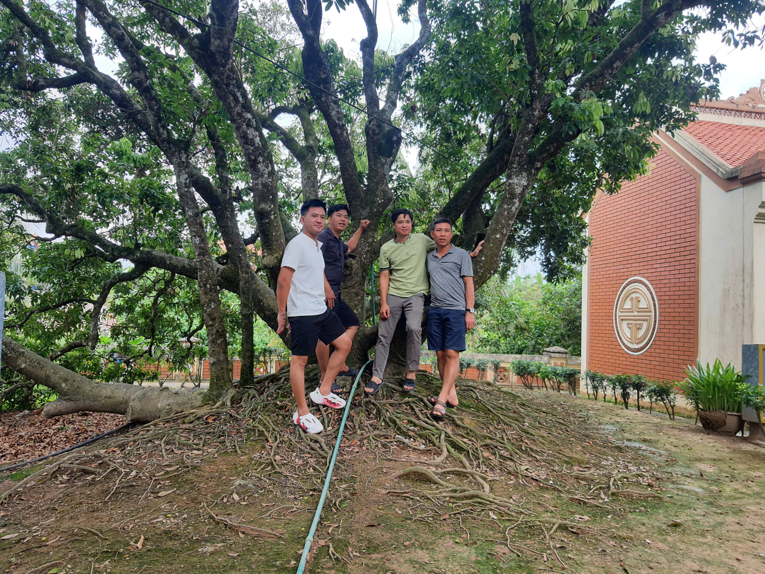 C&acirc;y vải tổ hơn 200 năm tuổi ở Thanh H&agrave; trĩu quả, hứa hẹn vụ m&ugrave;a bội thu- Ảnh 4.