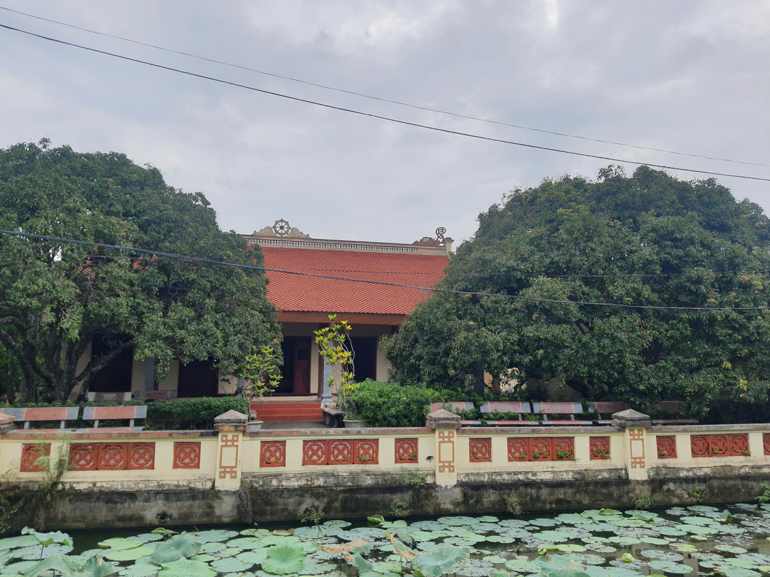 C&acirc;y vải tổ hơn 200 năm tuổi ở Thanh H&agrave; trĩu quả, hứa hẹn vụ m&ugrave;a bội thu- Ảnh 3.