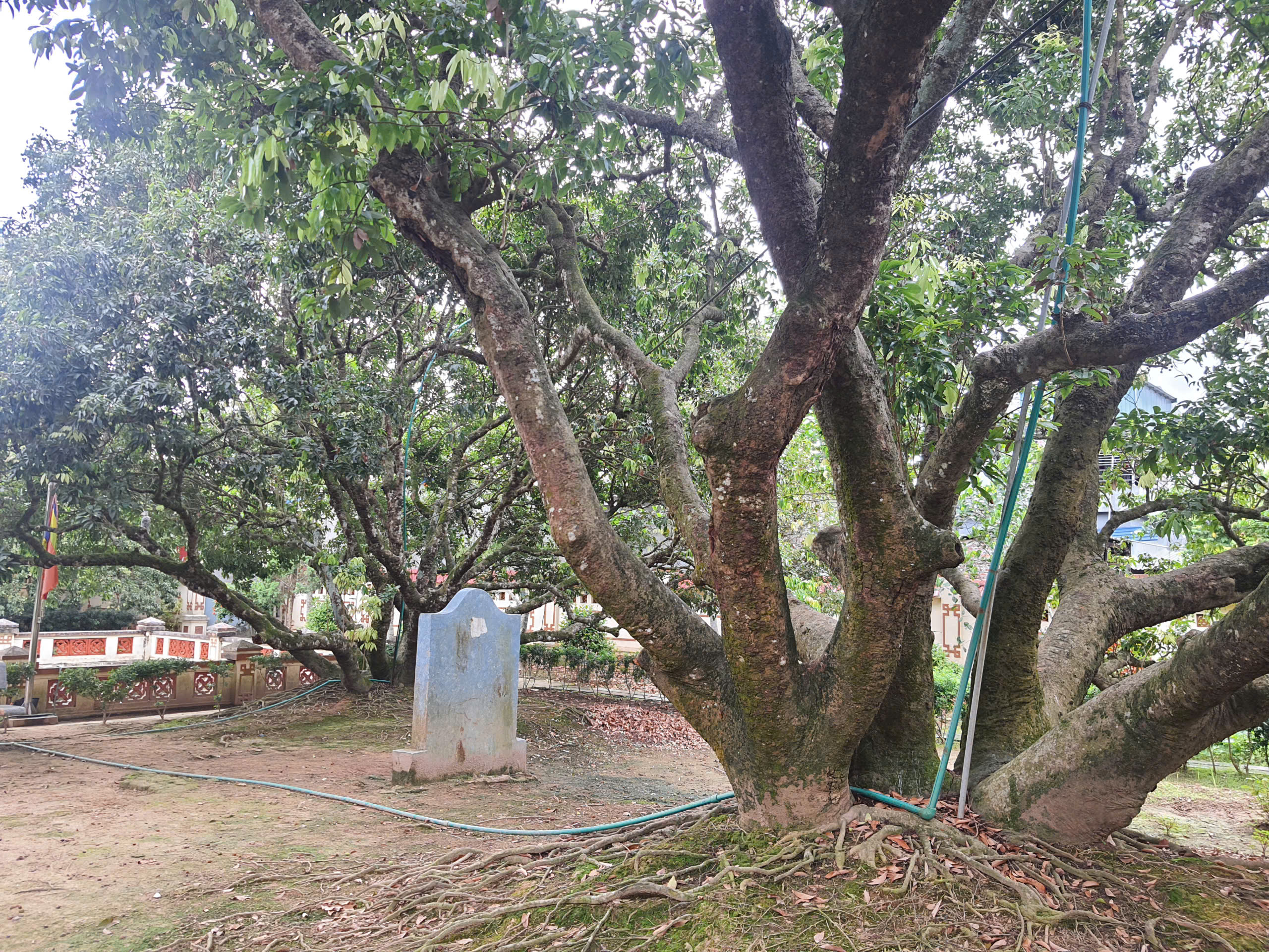 C&acirc;y vải tổ hơn 200 năm tuổi ở Thanh H&agrave; trĩu quả, hứa hẹn vụ m&ugrave;a bội thu- Ảnh 9.