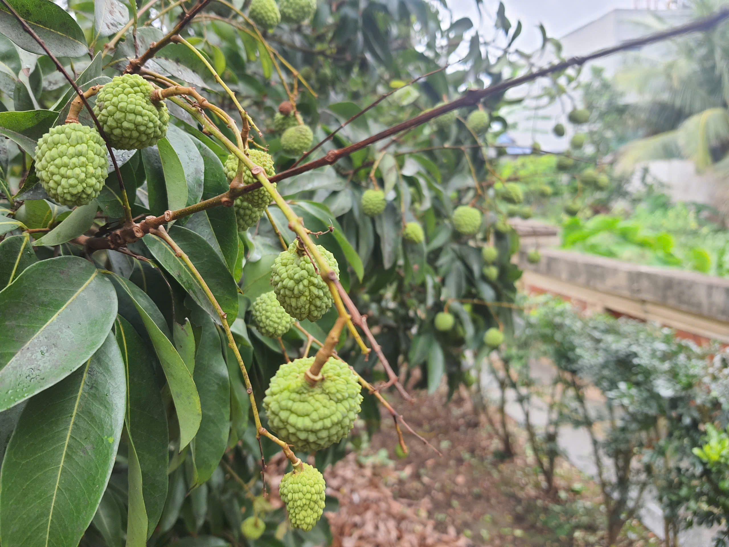 C&acirc;y vải tổ hơn 200 năm tuổi ở Thanh H&agrave; trĩu quả, hứa hẹn vụ m&ugrave;a bội thu- Ảnh 1.