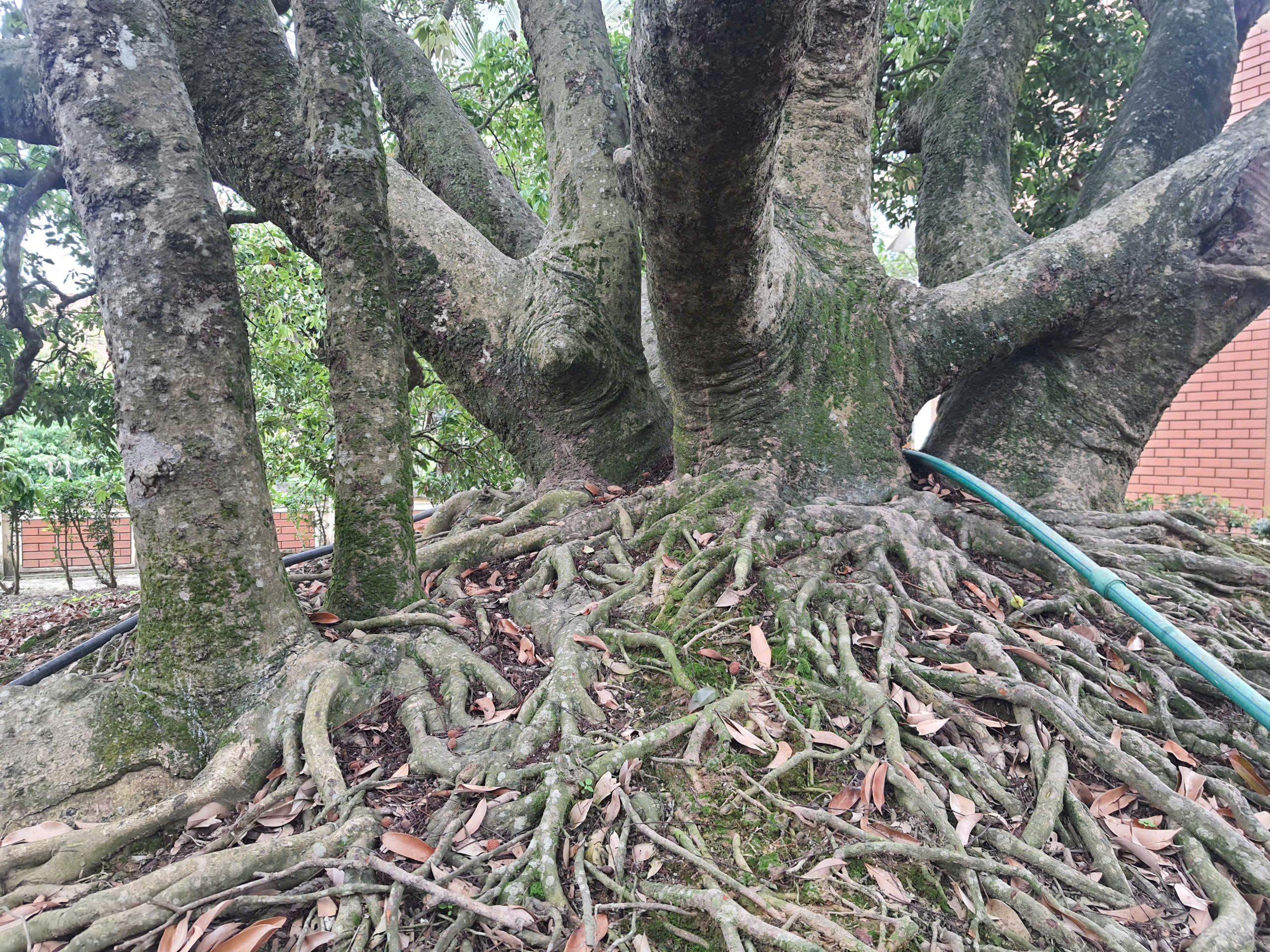 C&acirc;y vải tổ hơn 200 năm tuổi ở Thanh H&agrave; trĩu quả, hứa hẹn vụ m&ugrave;a bội thu- Ảnh 8.