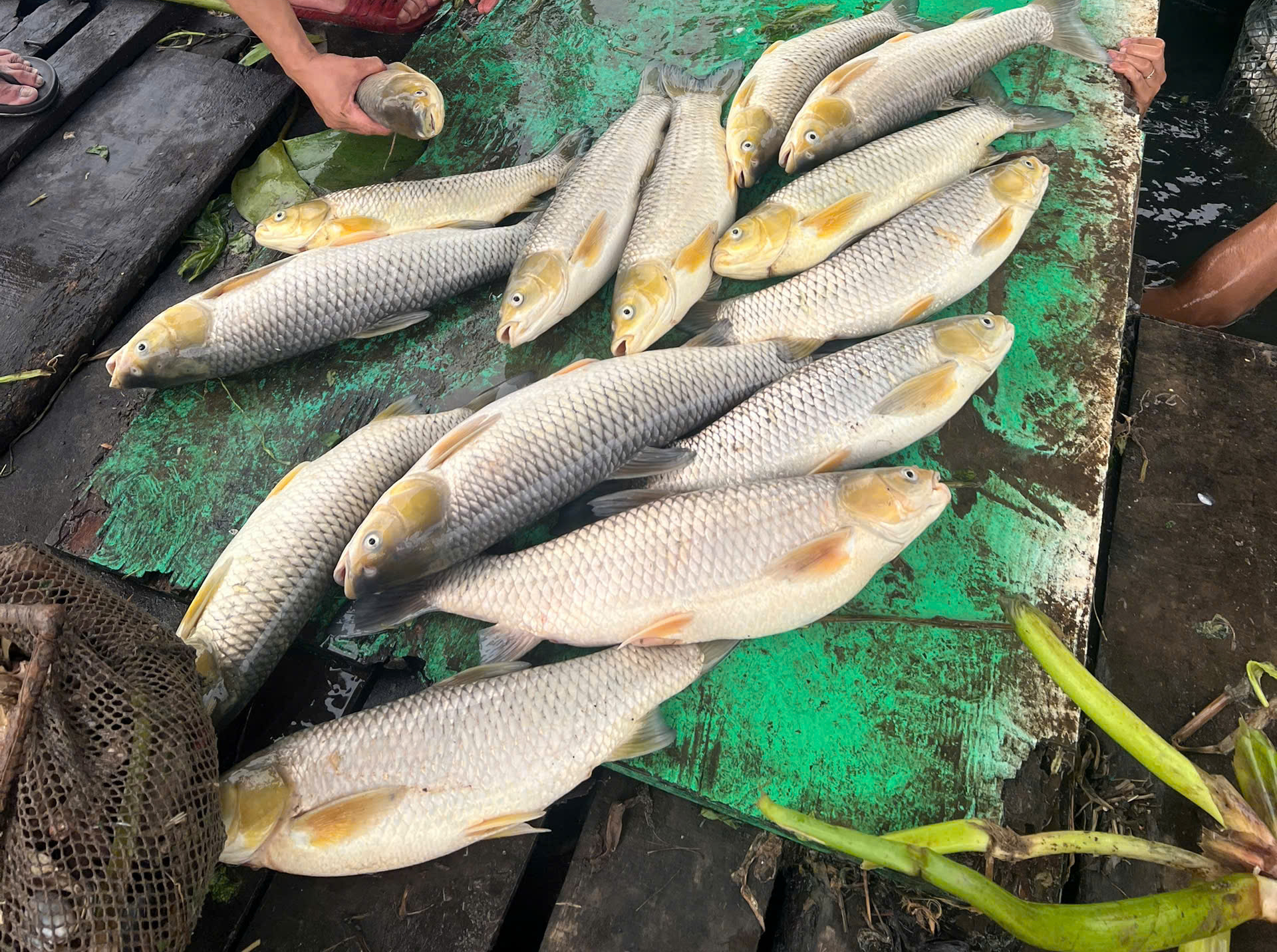 Cá bè chết bất thường trên sông Đồng Nai- Ảnh 2. Cá bè chết bất thường trên sông Đồng Nai- Ảnh 2.