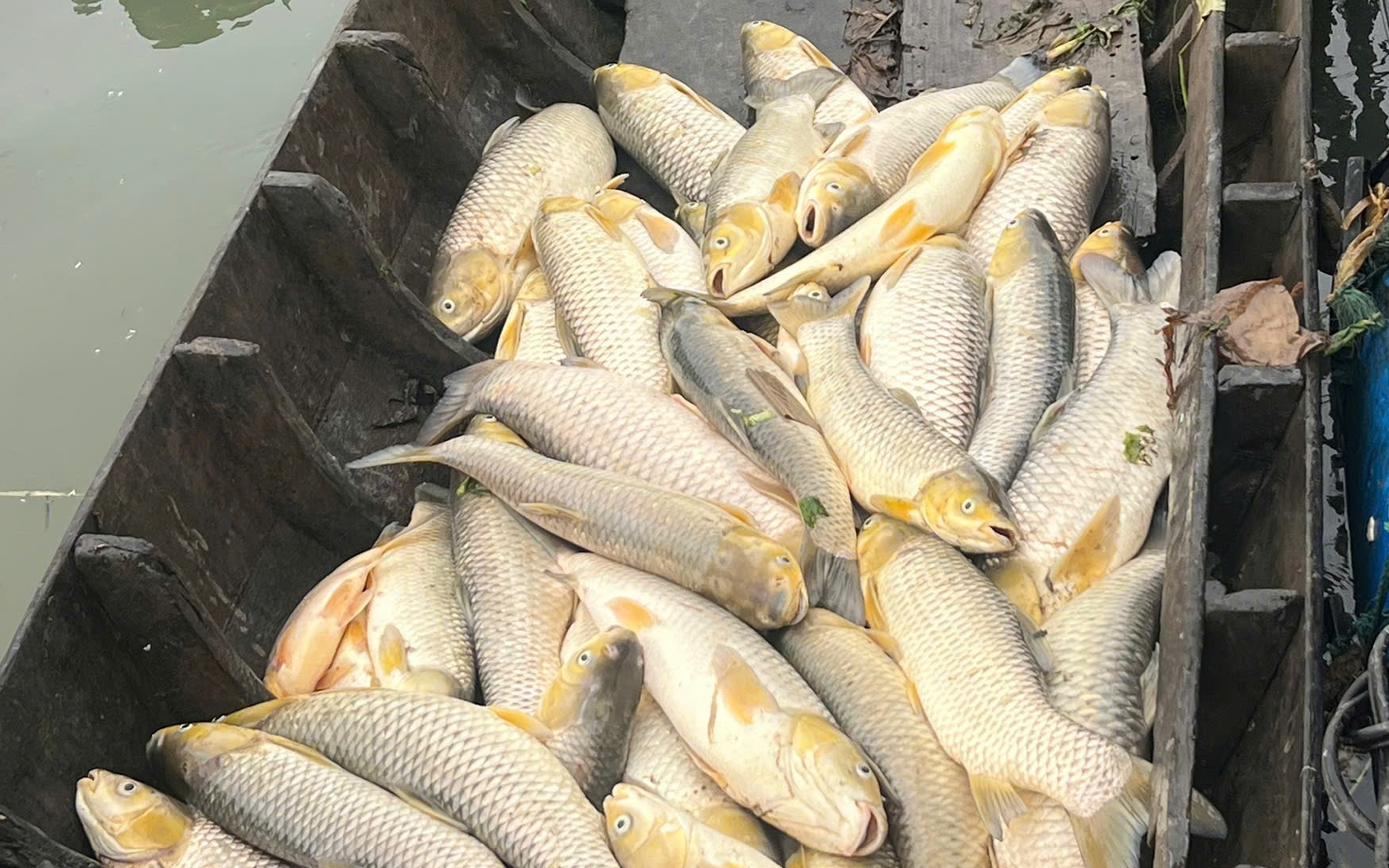 Đồng Nai: Nguyên nhân ban đầu khiến 250 tấn cá chết ở hồ Trị An- Ảnh 3. Đồng Nai: Nguyên nhân ban đầu khiến 250 tấn cá chết ở hồ Trị An- Ảnh 3.