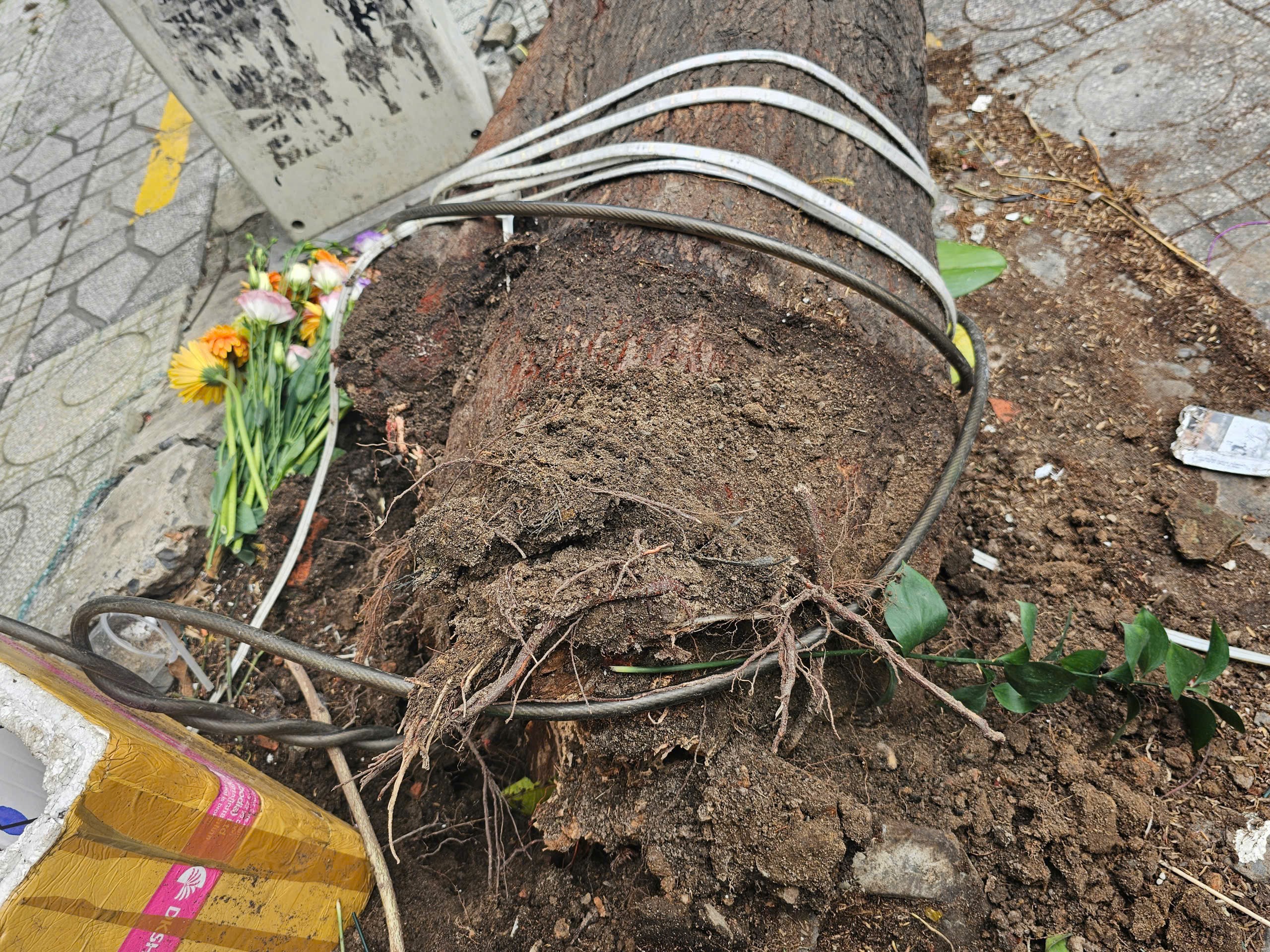 Gió lớn khiến cây xanh bật gốc chắn 2/3 làn đường ở TP.HCM- Ảnh 2. Gió lớn khiến cây xanh bật gốc chắn 2/3 làn đường ở TP.HCM- Ảnh 2.