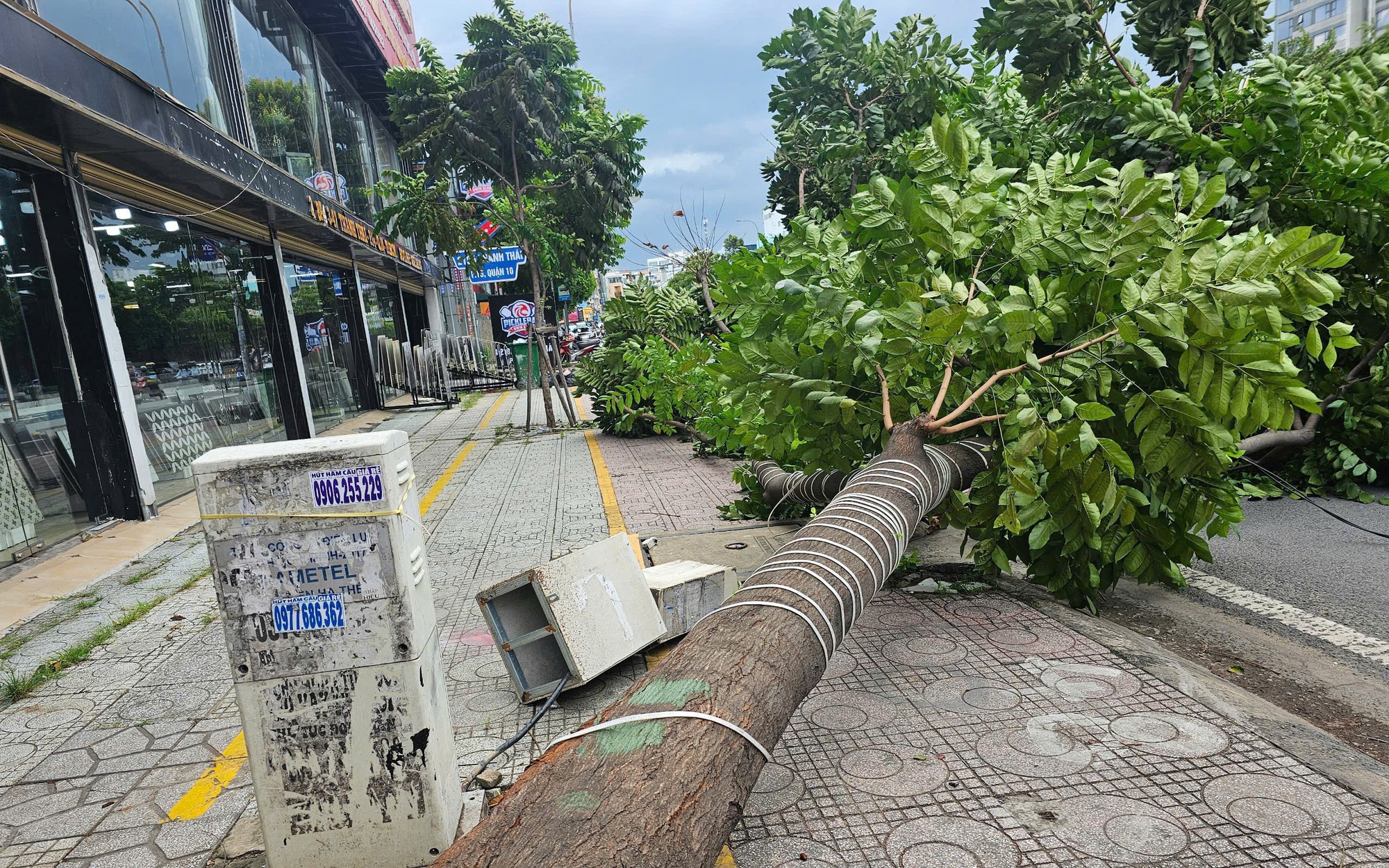 Gi&oacute; lớn khiến c&acirc;y xanh bật gốc chắn 2/3 l&agrave;n đường ở TP.HCM