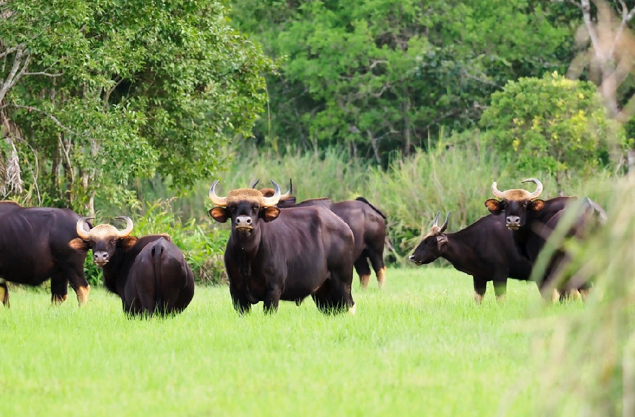 B&ograve; t&oacute;t h&uacute;c chết một nh&acirc;n vi&ecirc;n bảo vệ rừng Vườn Quốc gia C&aacute;t Ti&ecirc;n- Ảnh 1.