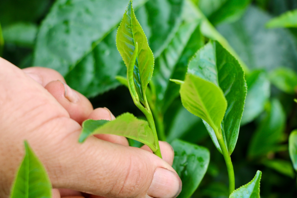 Du kh&aacute;ch th&iacute;ch th&uacute; những đồi ch&egrave; xanh ng&aacute;t ở Th&aacute;i Nguy&ecirc;n- Ảnh 16.