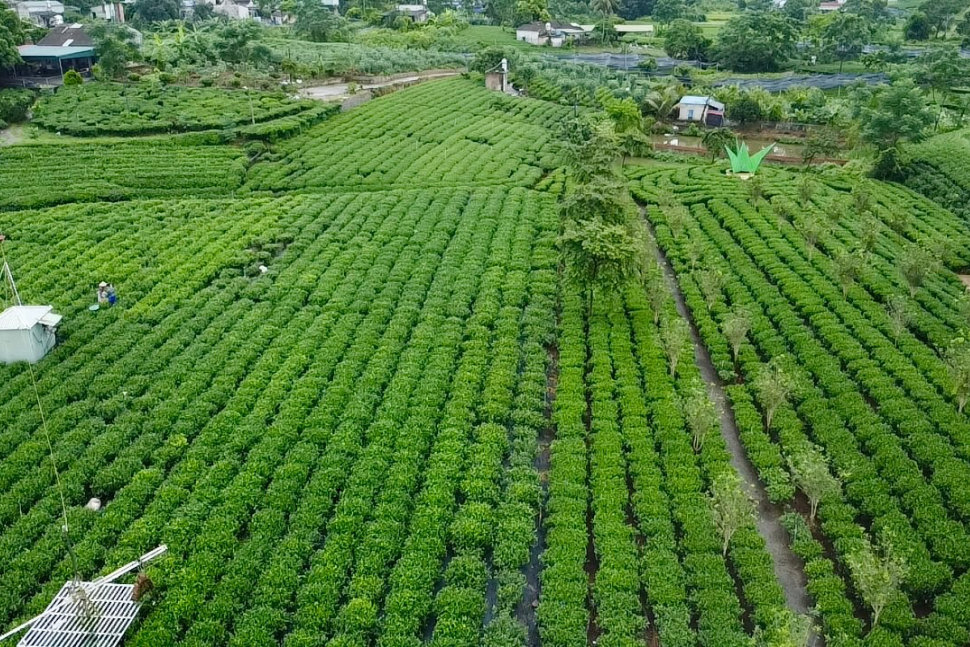 Du kh&aacute;ch th&iacute;ch th&uacute; những đồi ch&egrave; xanh ng&aacute;t ở Th&aacute;i Nguy&ecirc;n- Ảnh 3.