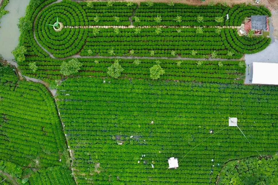 Du kh&aacute;ch th&iacute;ch th&uacute; những đồi ch&egrave; xanh ng&aacute;t ở Th&aacute;i Nguy&ecirc;n- Ảnh 2.