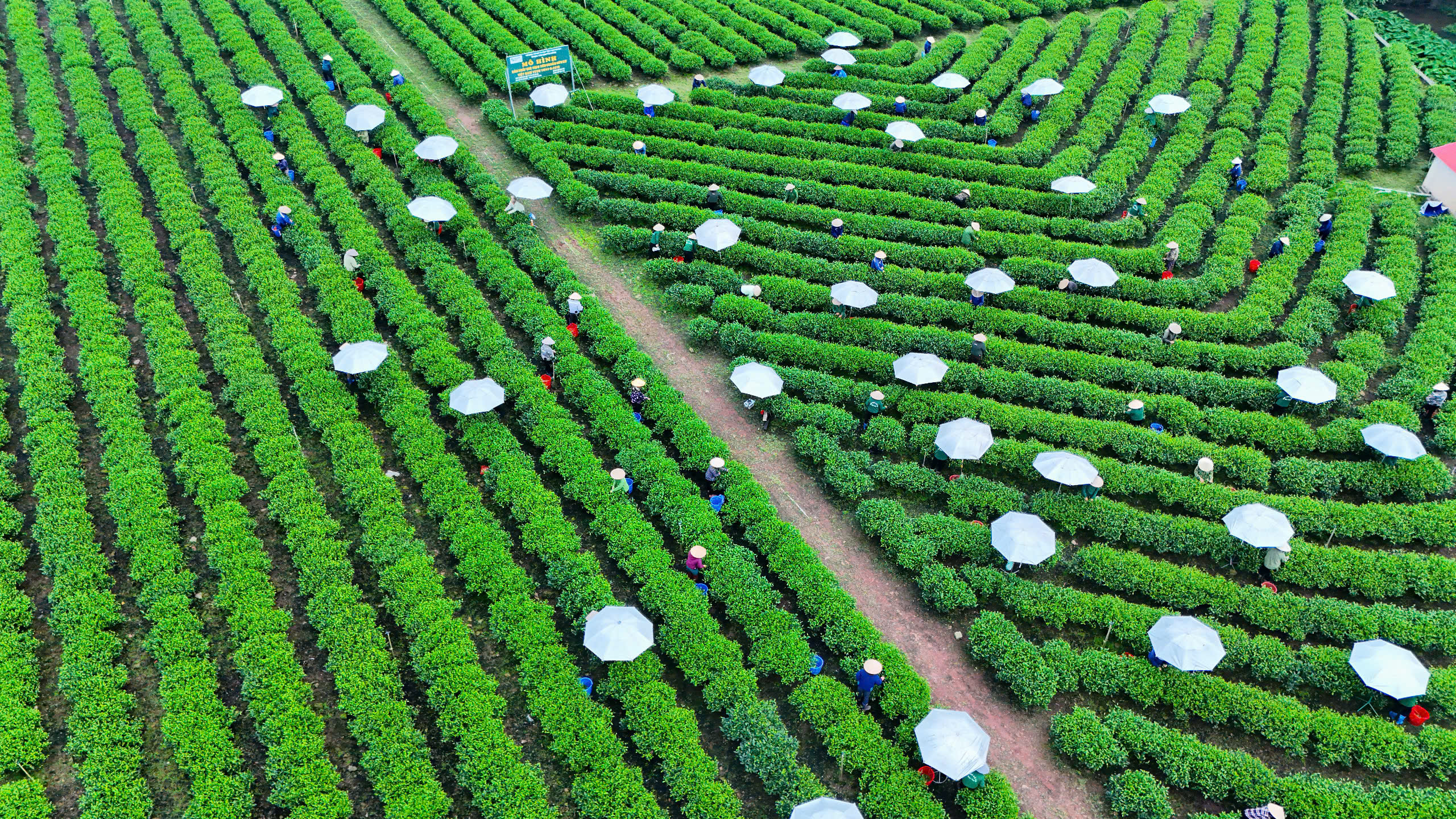 Du kh&aacute;ch th&iacute;ch th&uacute; những đồi ch&egrave; xanh ng&aacute;t ở Th&aacute;i Nguy&ecirc;n- Ảnh 1.