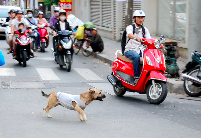 CDC B&agrave; Rịa - Vũng T&agrave;u th&ocirc;ng tin vụ người đ&agrave;n &ocirc;ng tử vong sau hơn 1 năm bị ch&oacute; cắn- Ảnh 1.