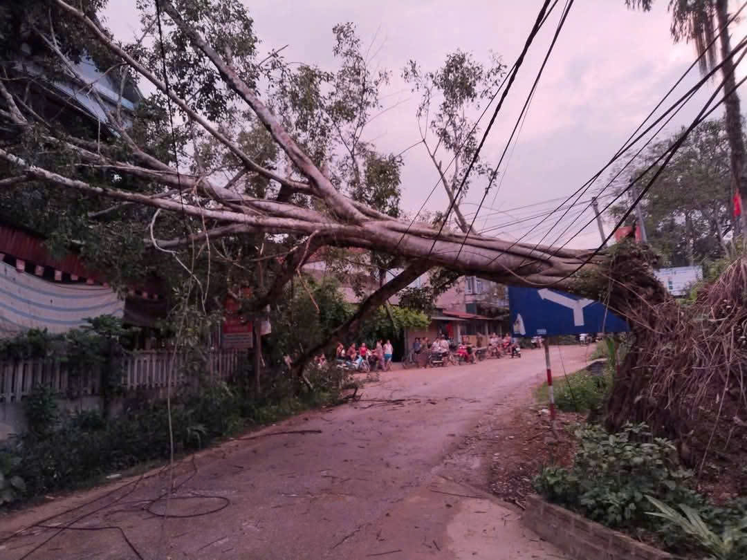 Y&ecirc;n B&aacute;i: Gi&oacute; lốc bất ngờ l&agrave;m tốc m&aacute;i 52 ng&ocirc;i nh&agrave;, thiệt hại nhiều hoa m&agrave;u- Ảnh 2.