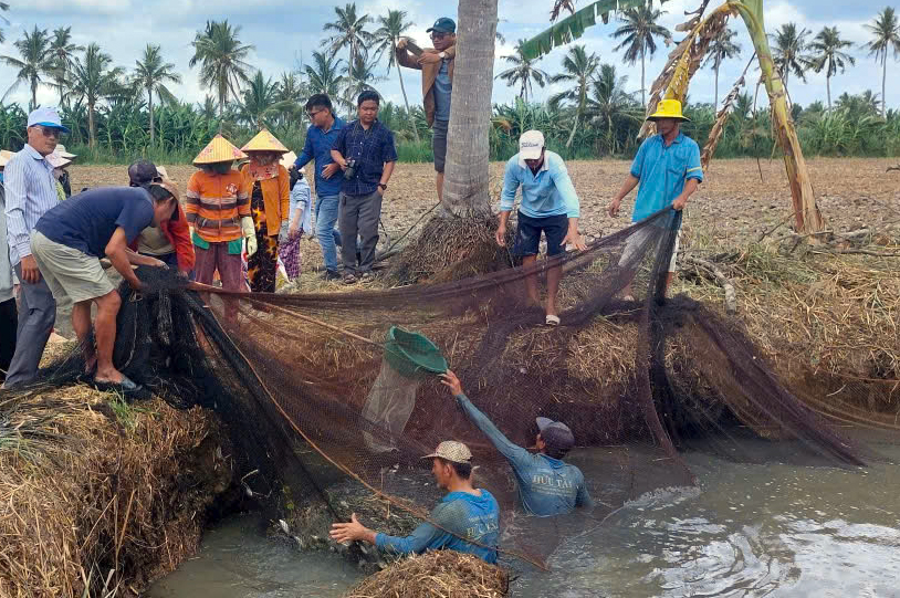 Độc đ&aacute;o m&ugrave;a t&aacute;t đ&igrave;a bắt c&aacute; đồng ở C&agrave; Mau- Ảnh 10.