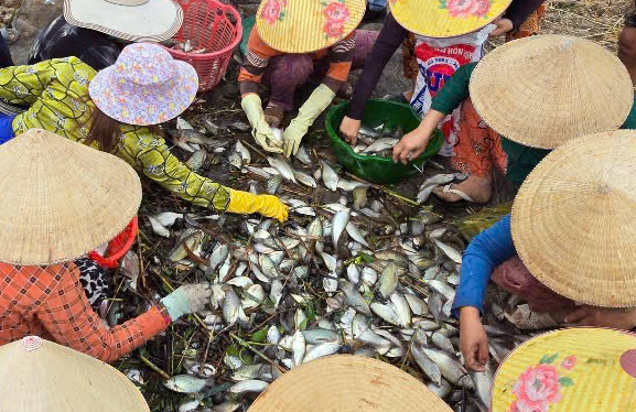 Độc đ&aacute;o m&ugrave;a t&aacute;t đ&igrave;a bắt c&aacute; đồng ở C&agrave; Mau- Ảnh 11.