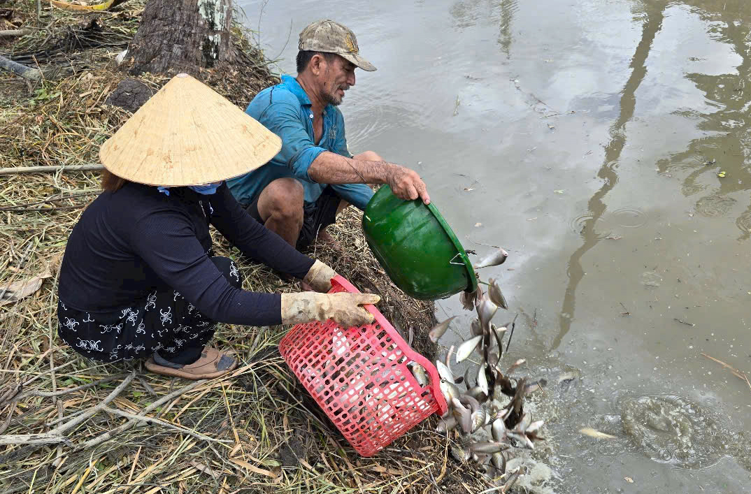 Độc đ&aacute;o m&ugrave;a t&aacute;t đ&igrave;a bắt c&aacute; đồng ở C&agrave; Mau- Ảnh 13.