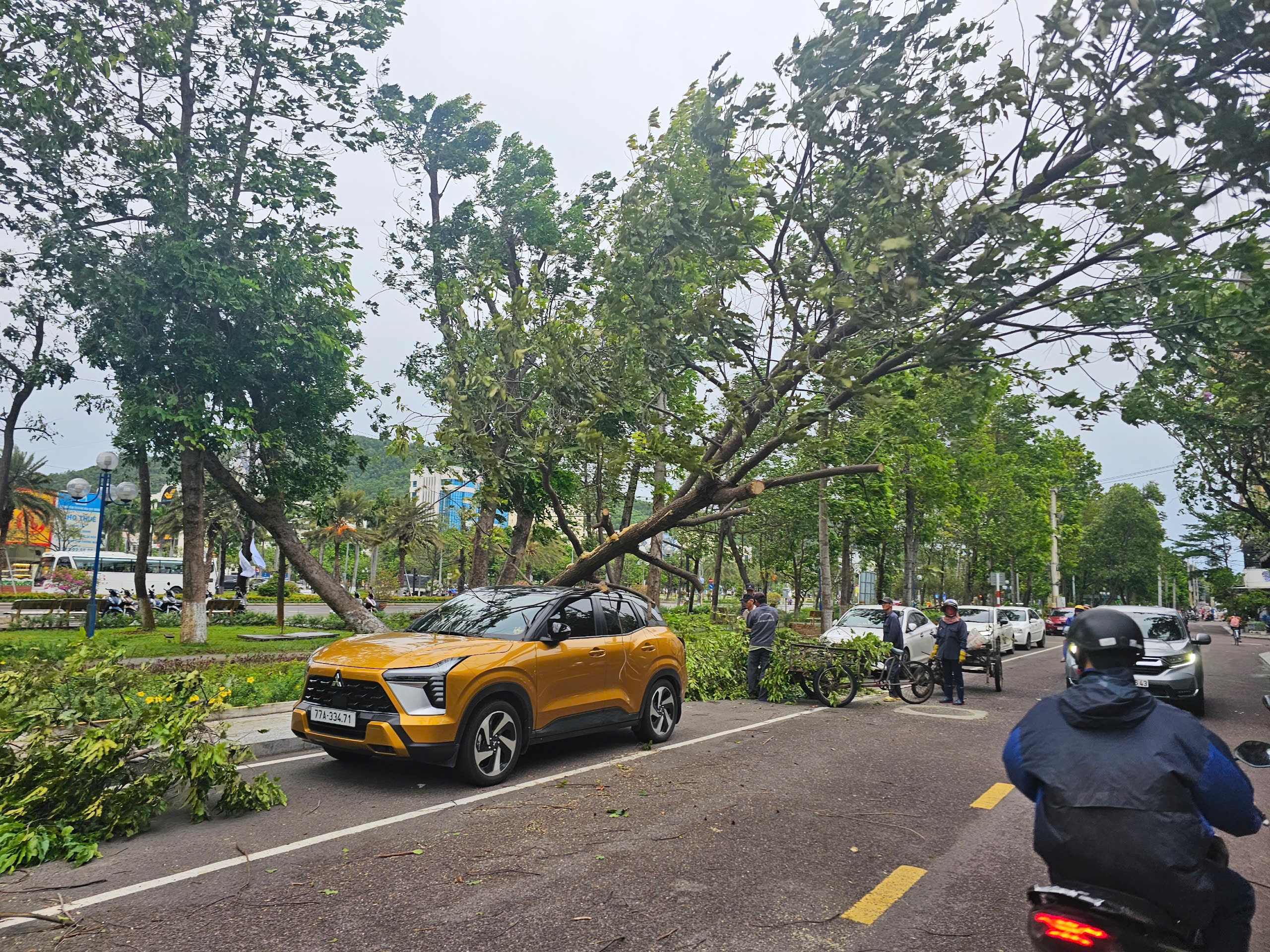 B&igrave;nh Định: C&acirc;y bật gốc giữa phố đ&egrave; tr&uacute;ng người phụ nữ đi xe m&aacute;y- Ảnh 1.