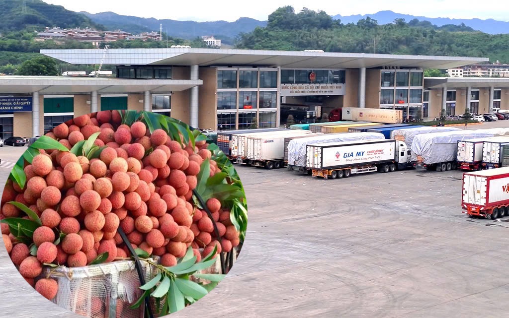 Lào Cai: Mỗi ngày có 60 - 70 xe chở vải thiều xuất khẩu sang Trung Quốc- Ảnh 1. Lào Cai: Mỗi ngày có 60 - 70 xe chở vải thiều xuất khẩu sang Trung Quốc- Ảnh 1.