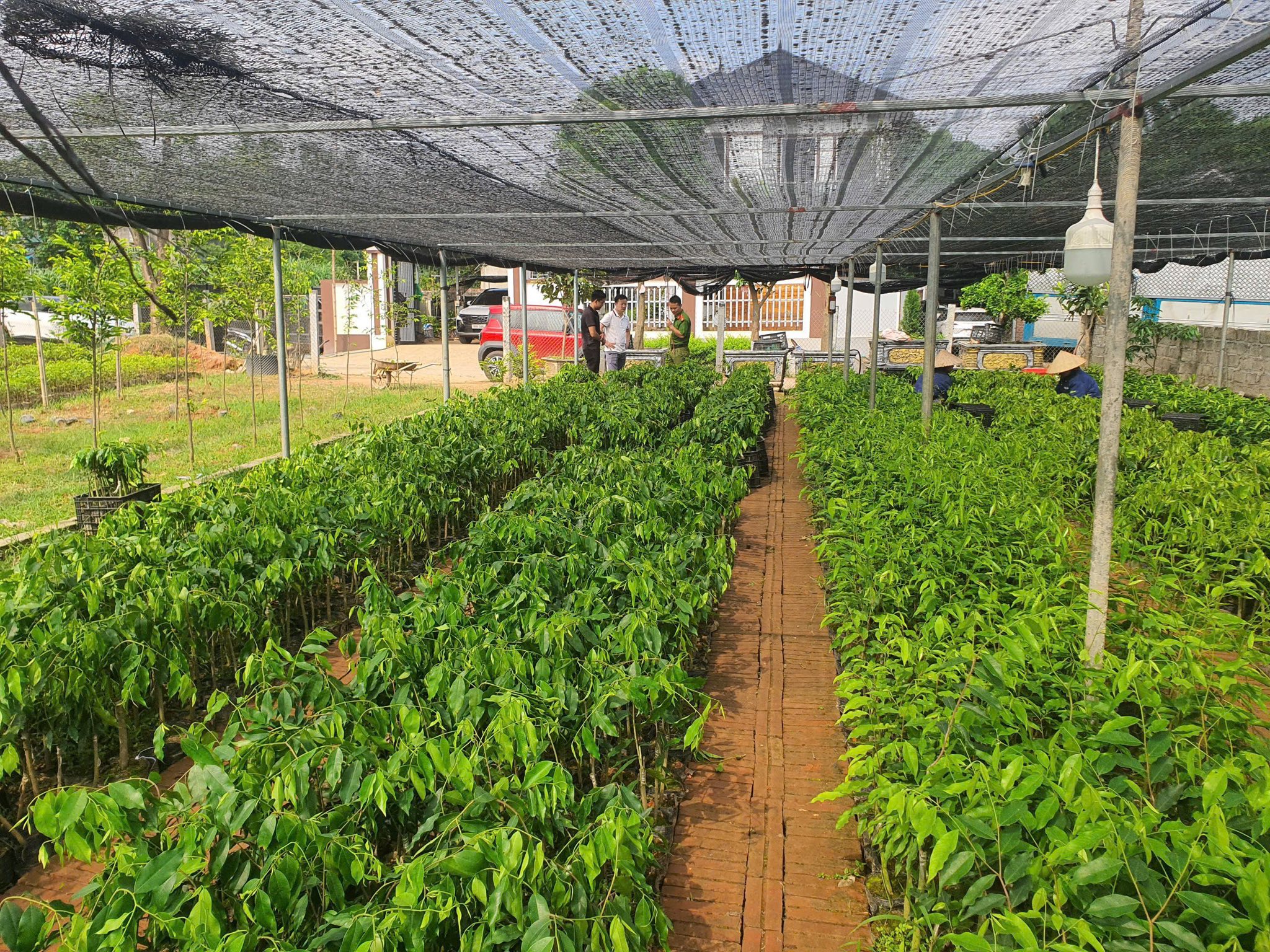 Khởi tố 4 đối tượng bu&ocirc;n lậu c&acirc;y d&oacute; bầu từ Trung Quốc về Việt Nam- Ảnh 2.