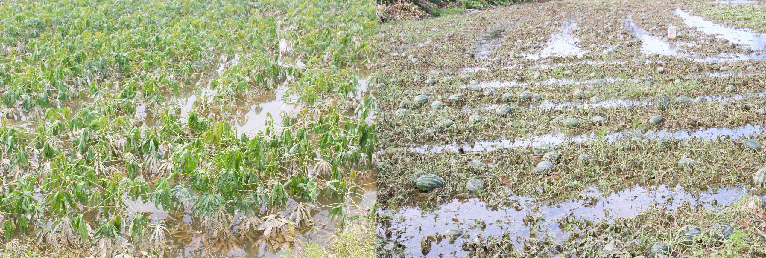 Lũ dữ bất thường g&acirc;y nhiều thiệt hại, người d&acirc;n Quảng Trị, Huế nỗ lực khắc phục- Ảnh 5.