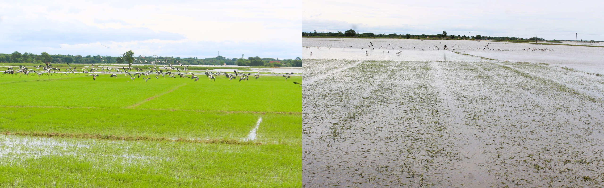 Lũ dữ bất thường g&acirc;y nhiều thiệt hại, người d&acirc;n Quảng Trị, Huế nỗ lực khắc phục- Ảnh 7.