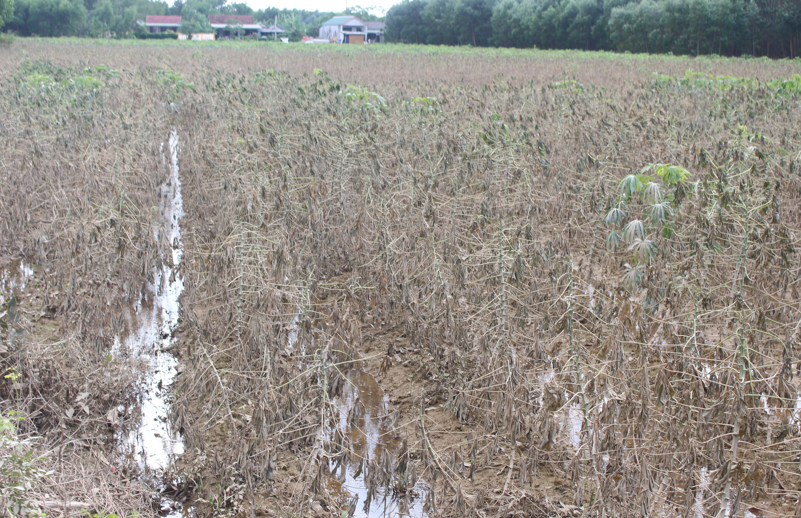 Mưa lũ dị thường gây thiệt hại nặng, Quảng Trị công bố tình huống khẩn cấp thiên tai- Ảnh 3. Mưa lũ dị thường gây thiệt hại nặng, Quảng Trị công bố tình huống khẩn cấp thiên tai- Ảnh 3.