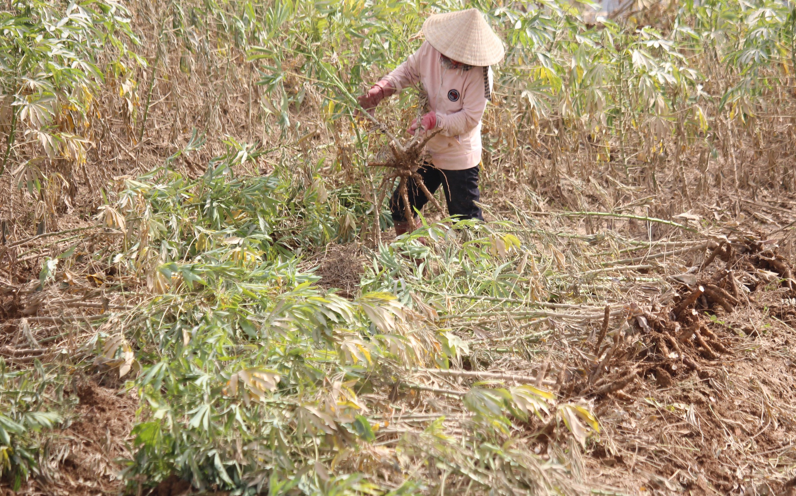 Mưa lũ dị thường gây thiệt hại nặng, Quảng Trị công bố tình huống khẩn cấp thiên tai- Ảnh 4. Mưa lũ dị thường gây thiệt hại nặng, Quảng Trị công bố tình huống khẩn cấp thiên tai- Ảnh 4.