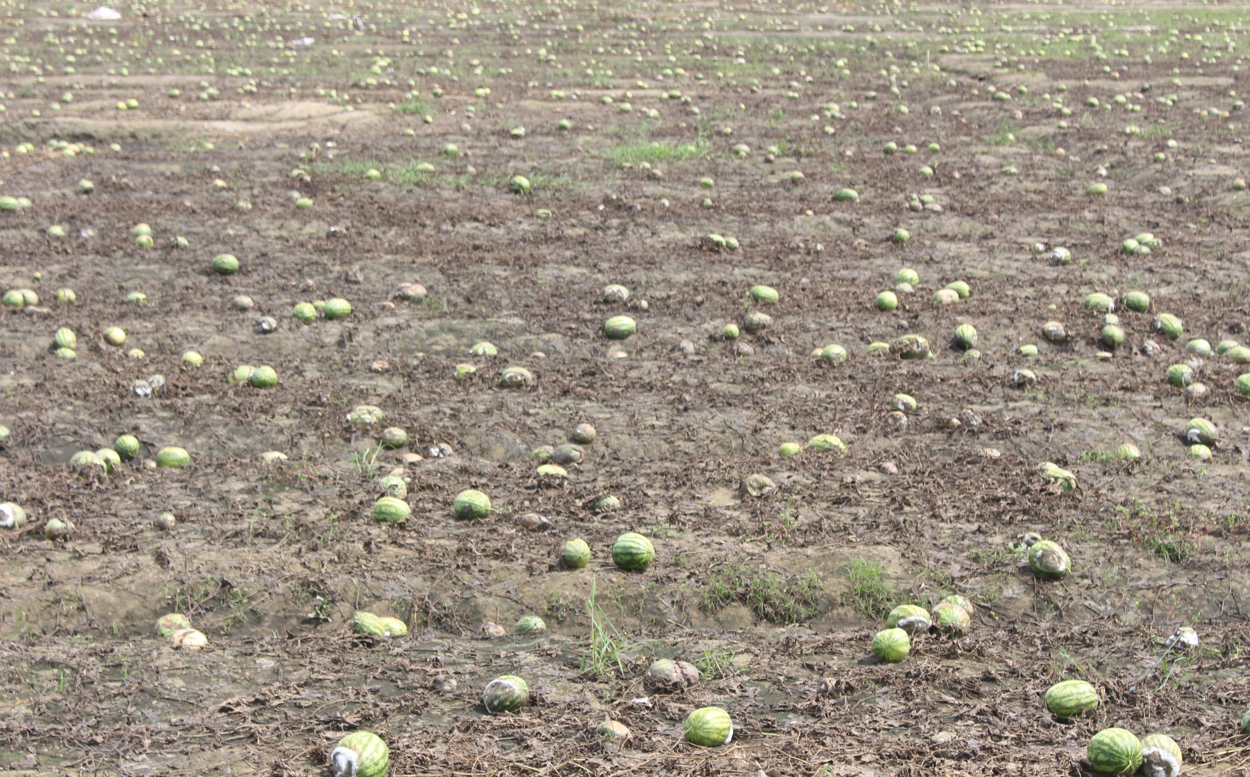 Quảng Trị: Kh&ocirc;i phục sản xuất, đảm bảo đời sống người d&acirc;n thiệt hại do mưa lũ bất thường- Ảnh 11.