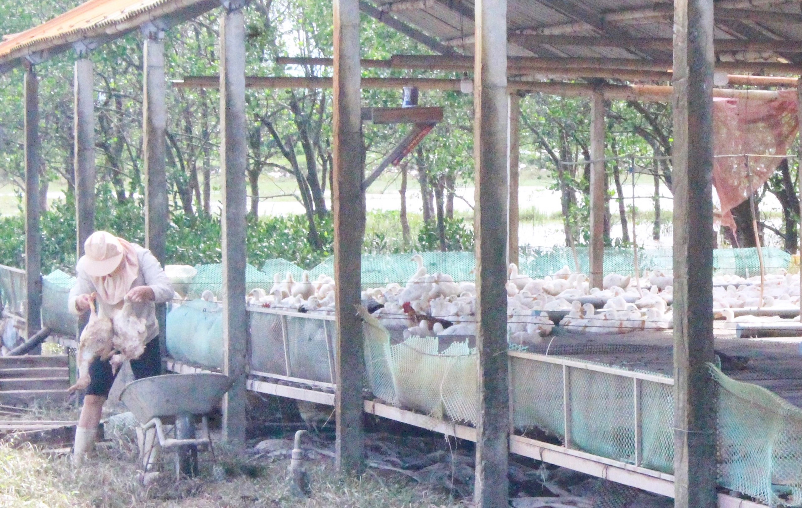 Quảng Trị: Kh&ocirc;i phục sản xuất, đảm bảo đời sống người d&acirc;n thiệt hại do mưa lũ bất thường- Ảnh 13.