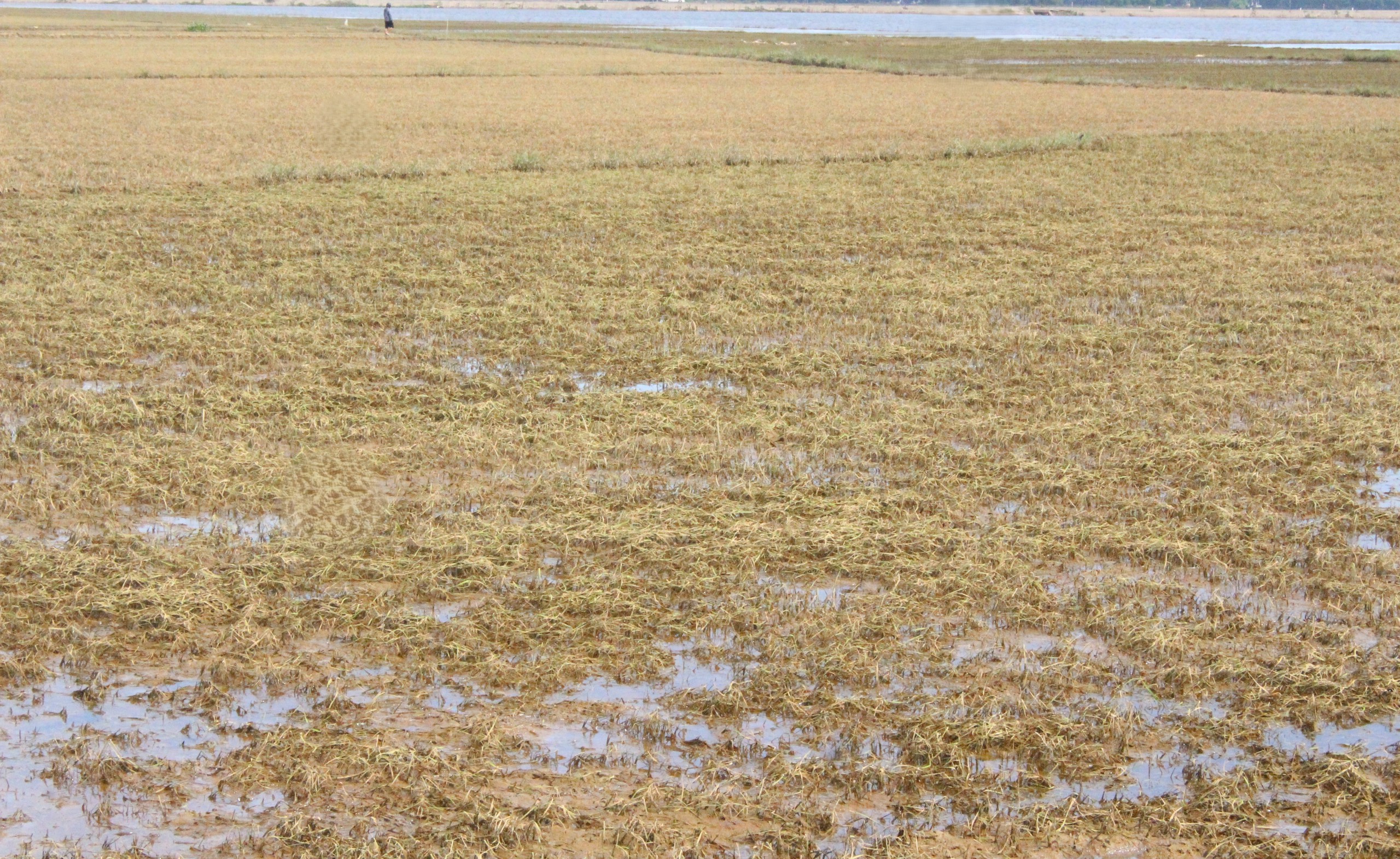 X&oacute;t xa h&agrave;ng ngh&igrave;n ha l&uacute;a ở Quảng Trị ngập &uacute;ng sau đợt lũ bất thường- Ảnh 1.