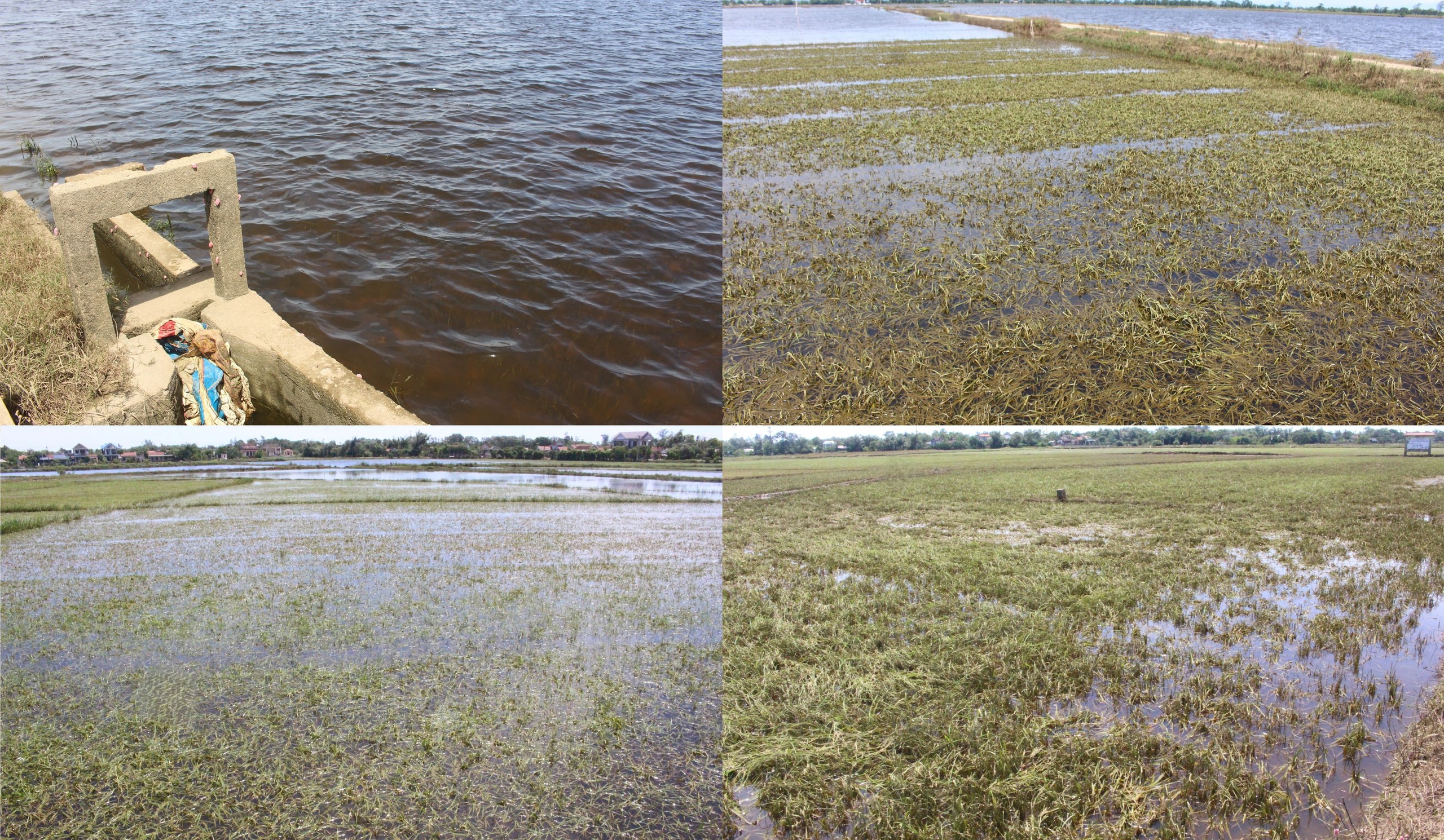 X&oacute;t xa h&agrave;ng ngh&igrave;n ha l&uacute;a ở Quảng Trị ngập &uacute;ng sau đợt lũ bất thường- Ảnh 8.