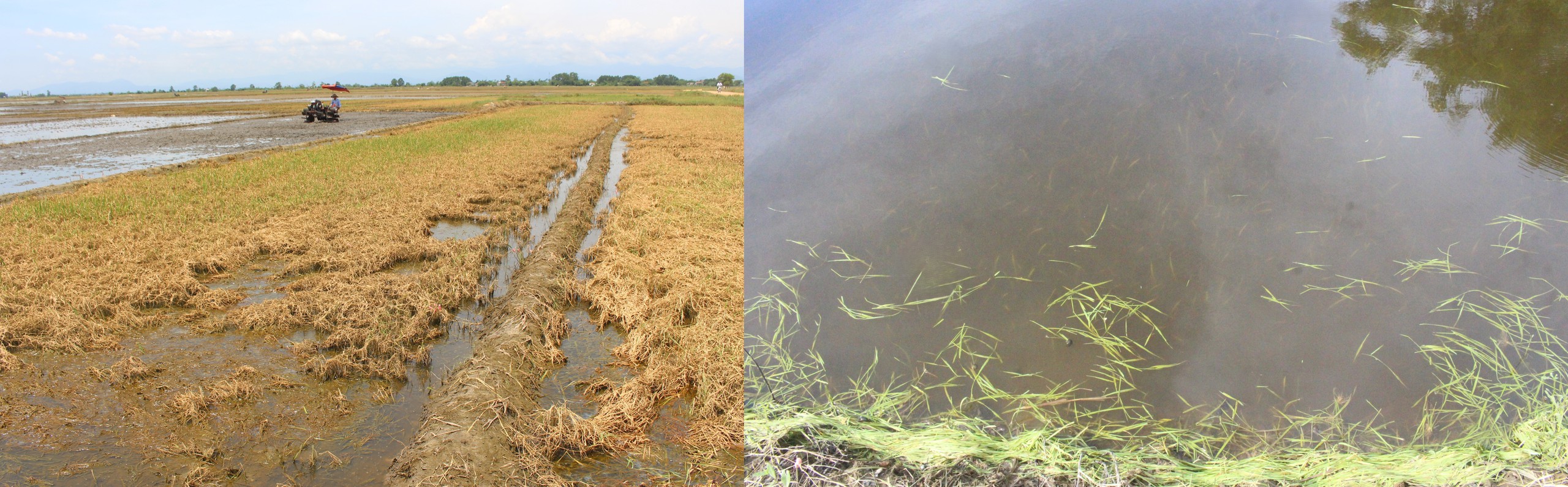 X&oacute;t xa h&agrave;ng ngh&igrave;n ha l&uacute;a ở Quảng Trị ngập &uacute;ng sau đợt lũ bất thường- Ảnh 3.