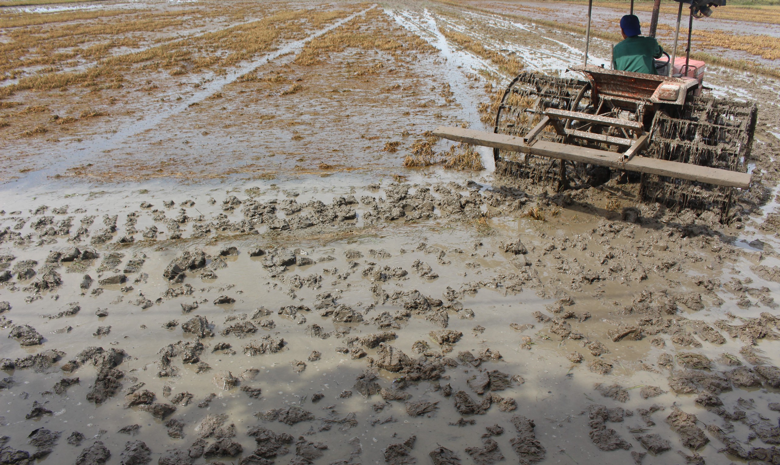 X&oacute;t xa h&agrave;ng ngh&igrave;n ha l&uacute;a ở Quảng Trị ngập &uacute;ng sau đợt lũ bất thường- Ảnh 5.