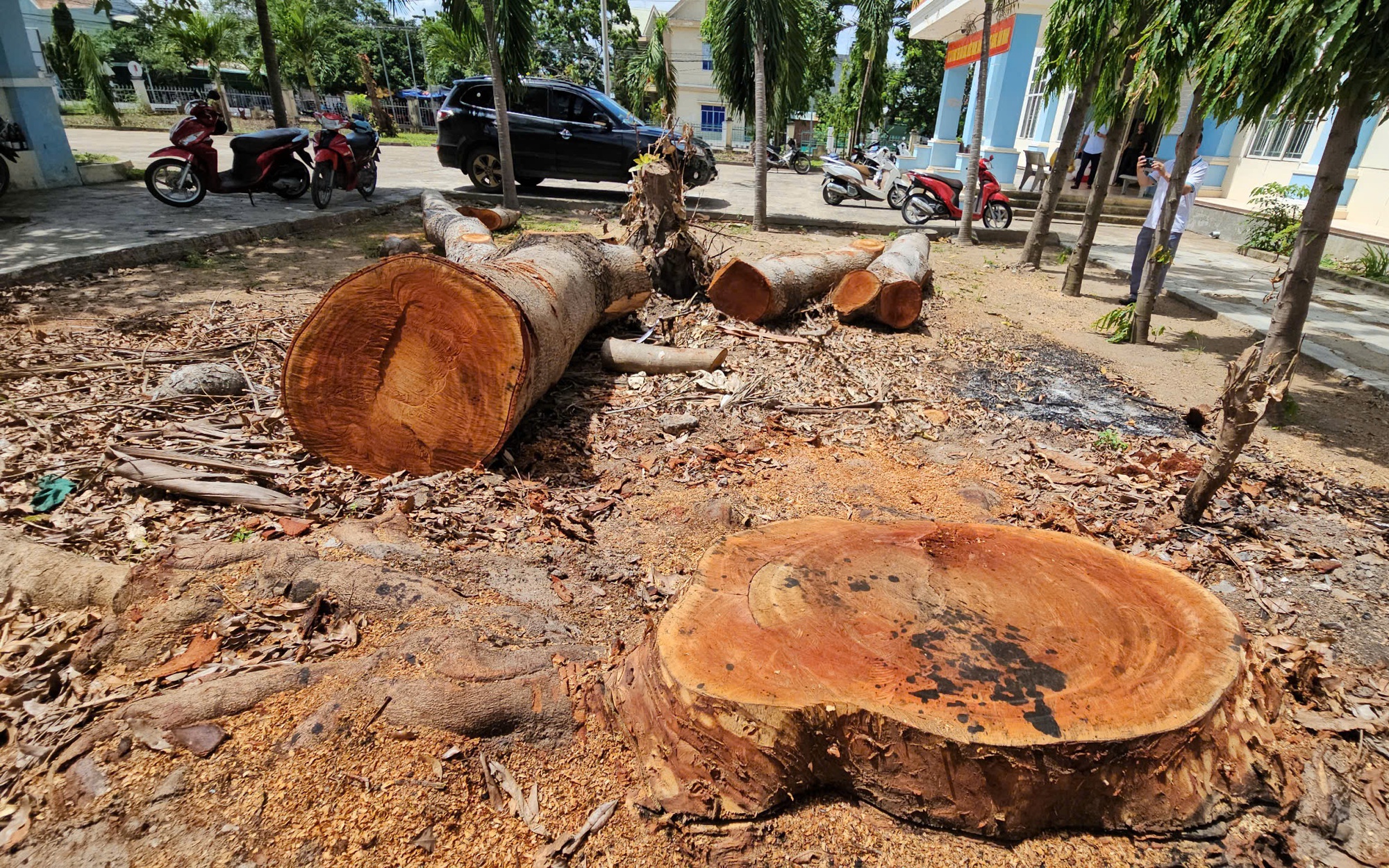 Gia Lai: X&aacute;c minh việc UBND phường chặt c&acirc;y cổ thụ trong khu&ocirc;n vi&ecirc;n đem b&aacute;n