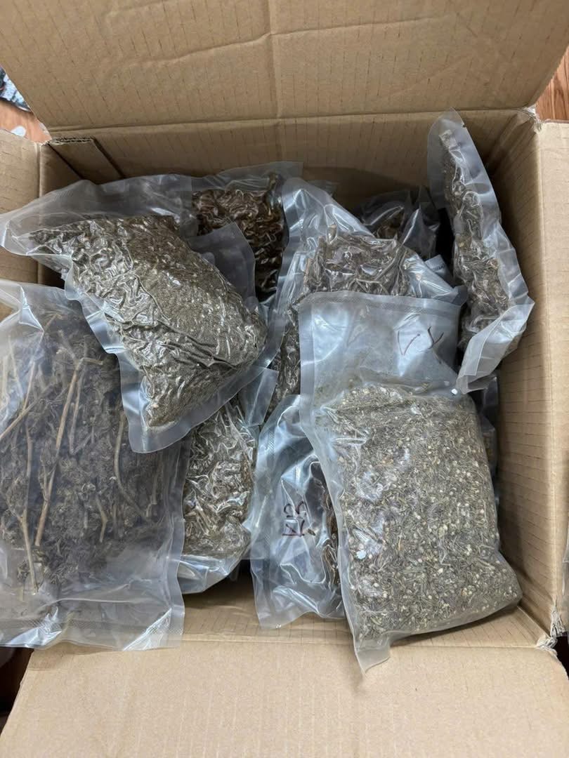 Tuy&ecirc;n Quang: Triệt ph&aacute; đường d&acirc;y bu&ocirc;n b&aacute;n cần sa, thu giữ 10kg chất g&acirc;y nghiện- Ảnh 1.