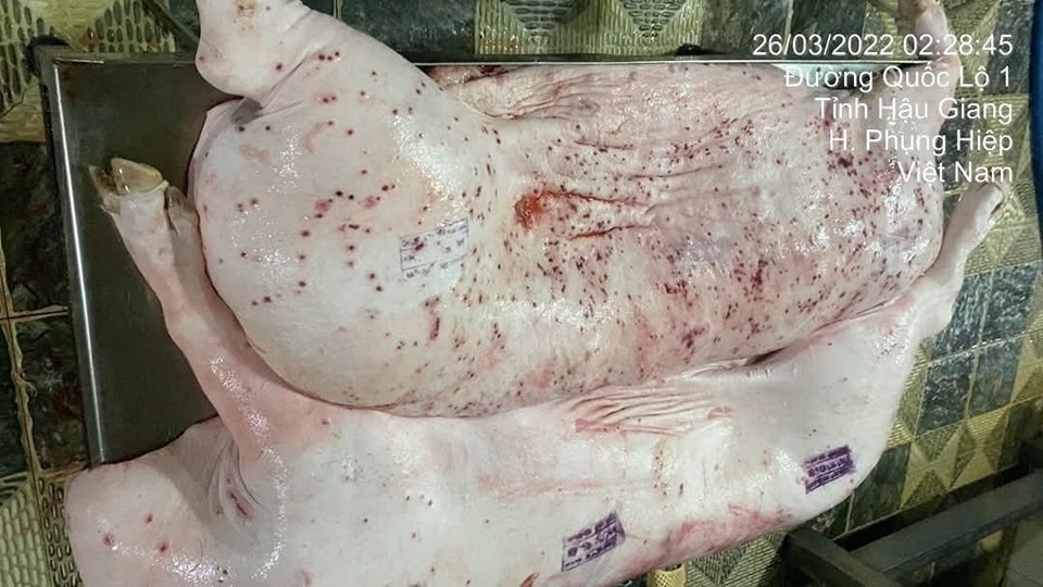 Truy tr&aacute;ch nhiệm người đ&oacute;ng dấu đủ điều kiện b&aacute;n ra thị trường cho lợn bệnh của CP- Ảnh 1.