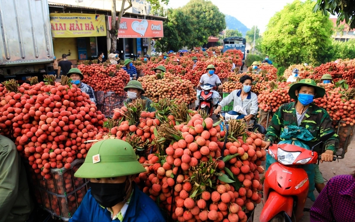 Đặc sắc chương tr&igrave;nh du lịch &ldquo;Vải thiều Lục Ngạn - Tinh hoa tr&aacute;i c&acirc;y Việt'