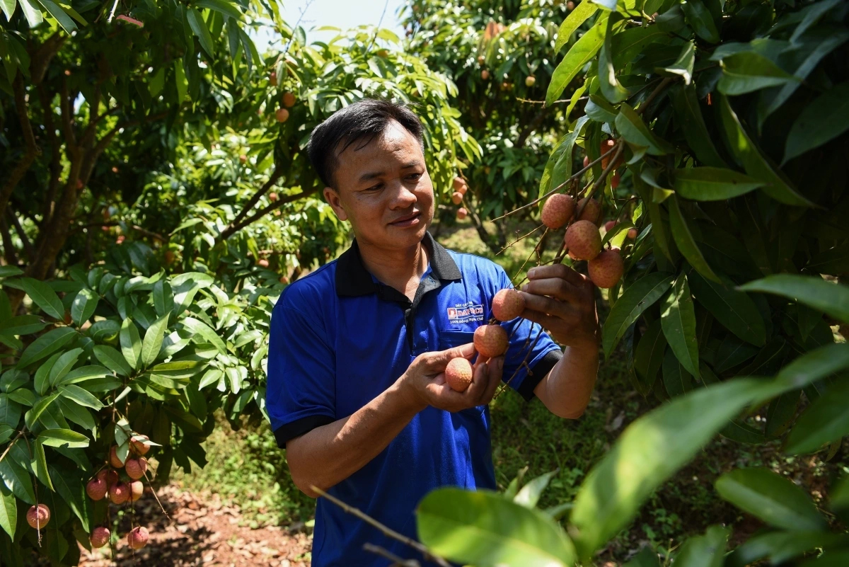 Đa dạng sản phẩm chế biến từ vải thiều Bắc Giang - n&acirc;ng tầm đặc sản v&ugrave;ng miền- Ảnh 1.