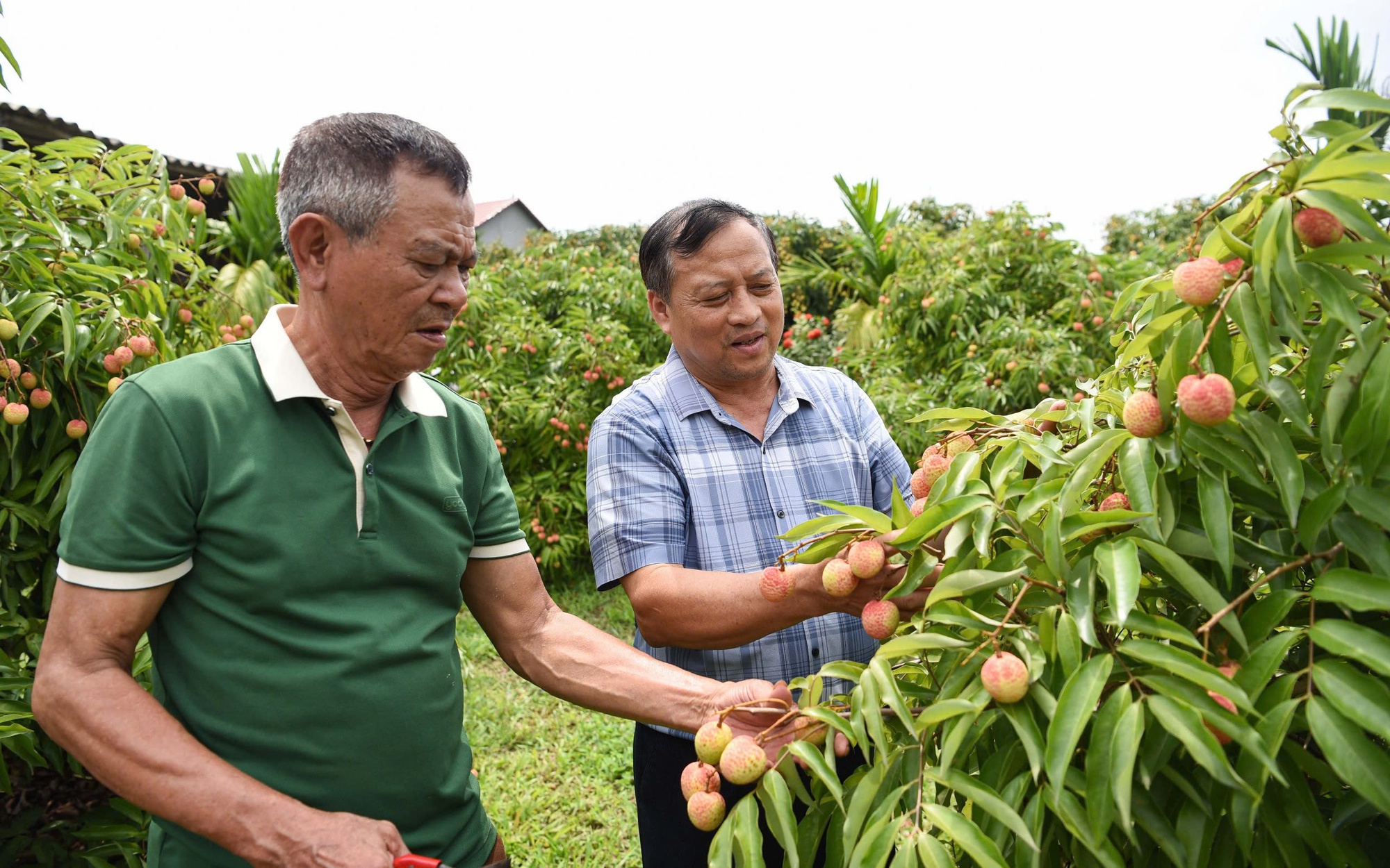 Bắc Giang: Gần 2.000 tấn vải thiều đ&atilde; xuất ngoại