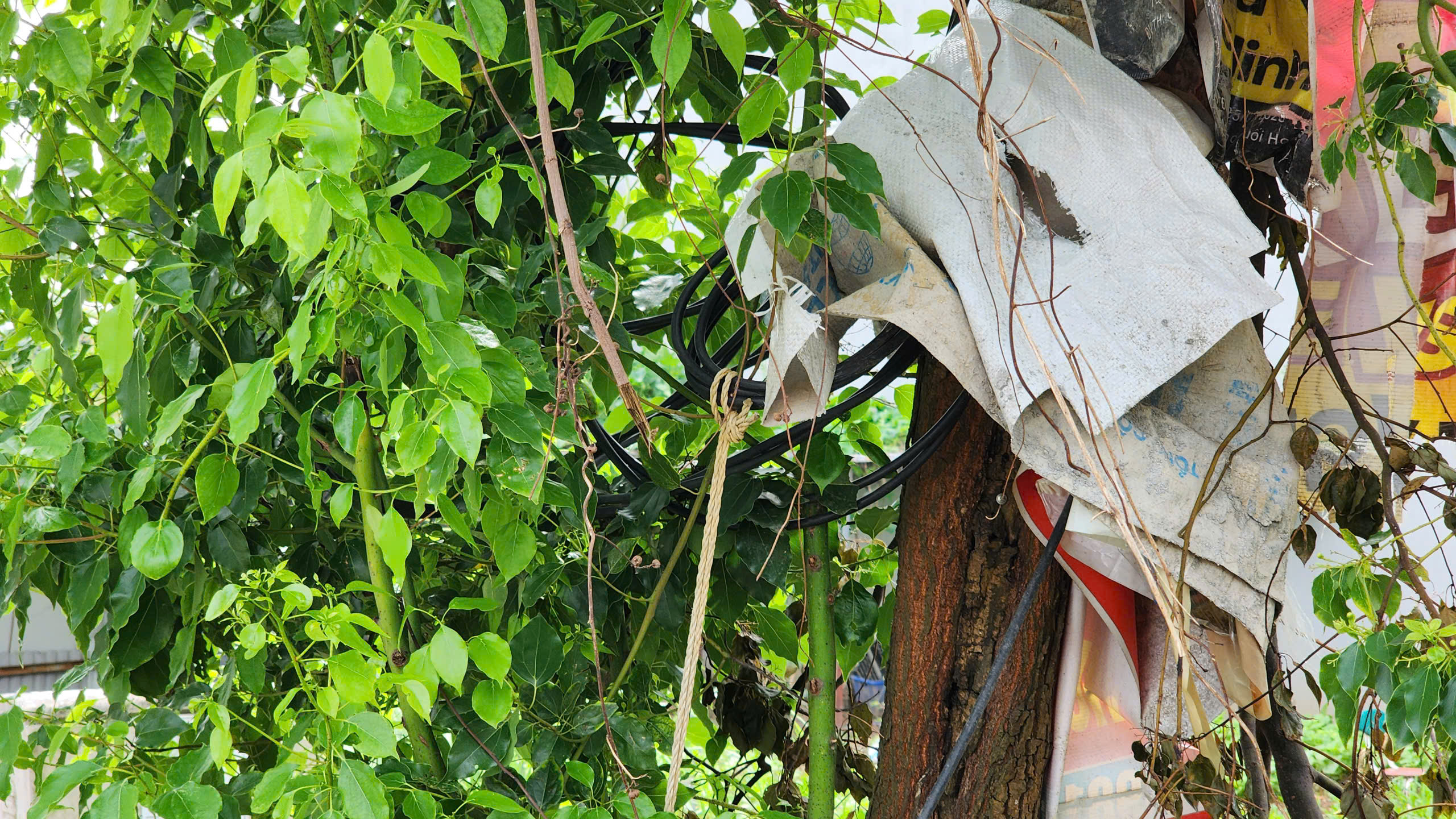 Bắc Ninh: Khi n&agrave;o người d&acirc;n khu đất đấu gi&aacute; Niềm X&aacute; hết cảnh c&acirc;u nhờ điện?- Ảnh 3.