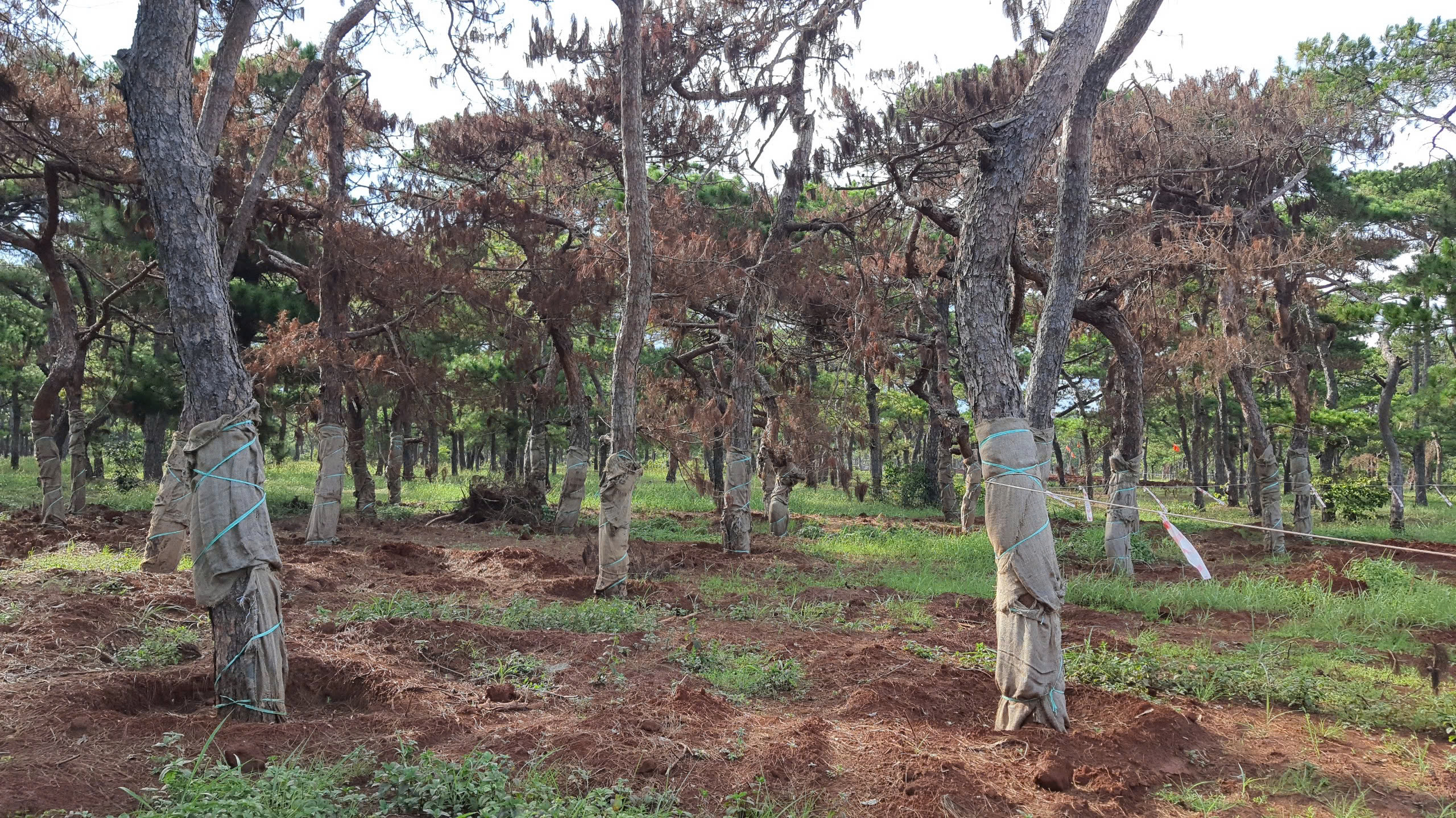 Gia Lai: Cận cảnh dự &aacute;n s&acirc;n golf Đak Đoa sau ba năm bỏ hoang- Ảnh 5.