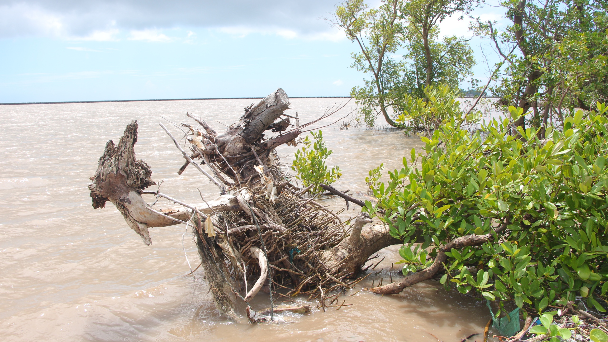 C&agrave; Mau: Đ&ecirc; biển T&acirc;y "oằn m&igrave;nh" giữa m&ugrave;a mưa b&atilde;o- Ảnh 3.