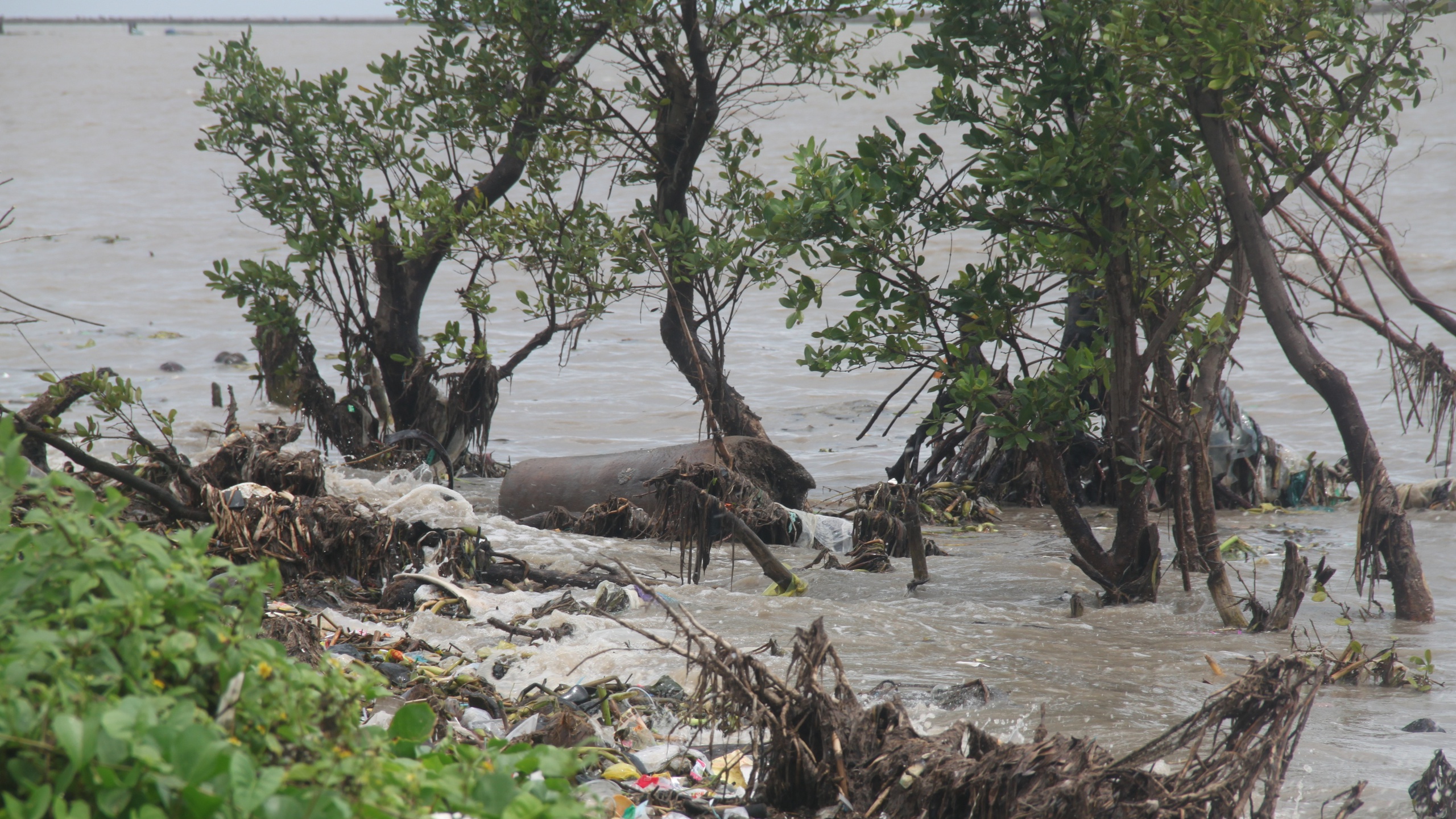 C&agrave; Mau: Đ&ecirc; biển T&acirc;y "oằn m&igrave;nh" giữa m&ugrave;a mưa b&atilde;o- Ảnh 4.