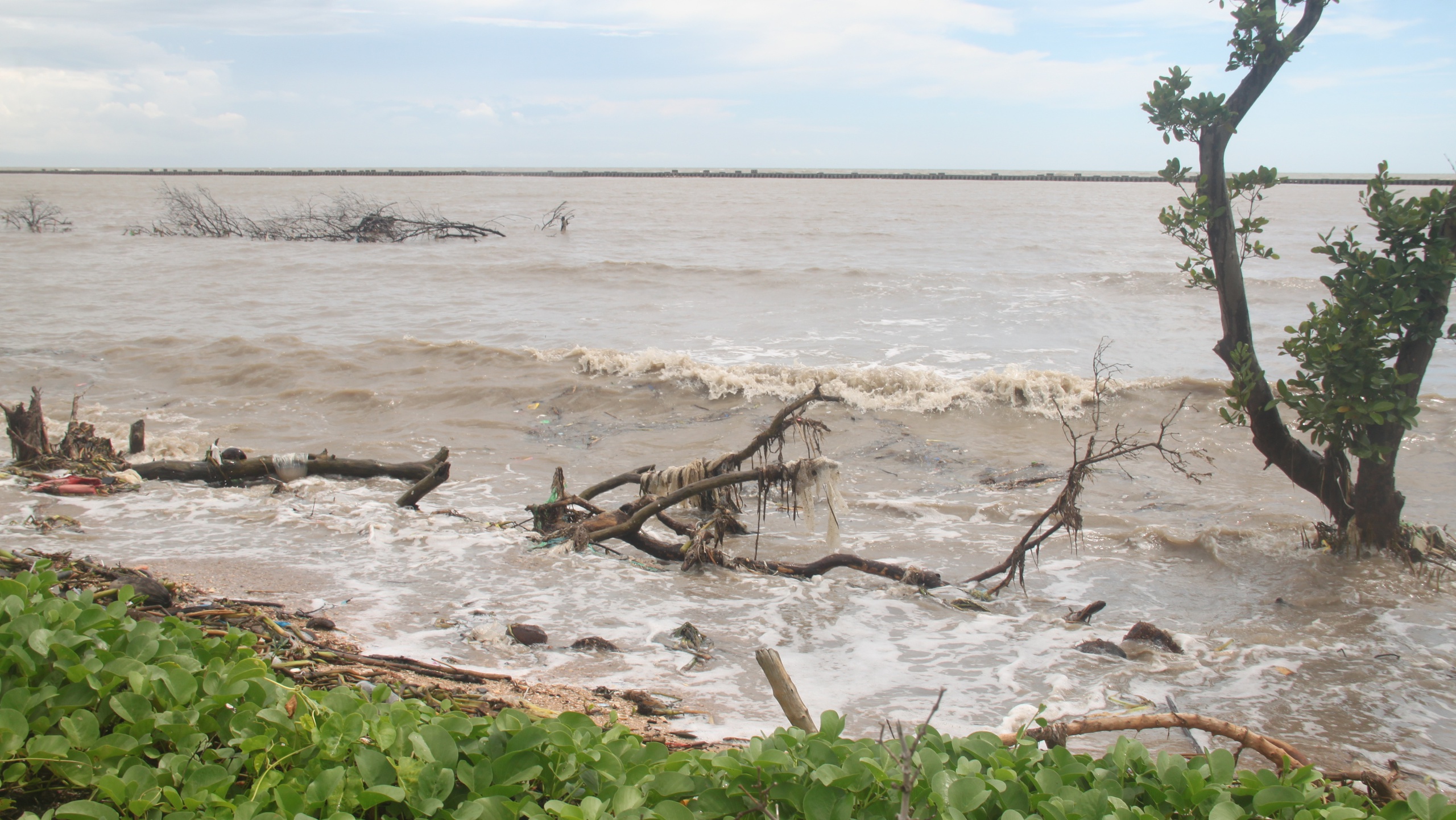 C&agrave; Mau: Đ&ecirc; biển T&acirc;y "oằn m&igrave;nh" giữa m&ugrave;a mưa b&atilde;o- Ảnh 2.