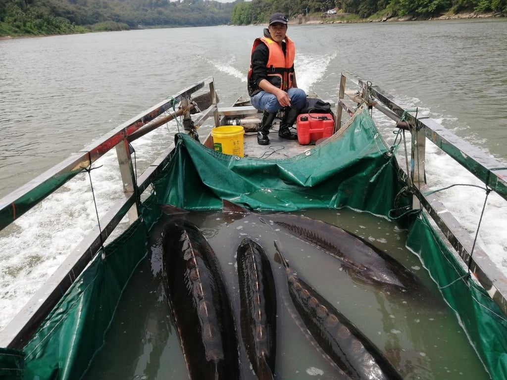 Trung Quốc ph&aacute; hơn 300 đập, đ&oacute;ng cửa thủy điện, cứu hệ sinh th&aacute;i s&ocirc;ng d&agrave;i nhất ch&acirc;u &Aacute;- Ảnh 2.