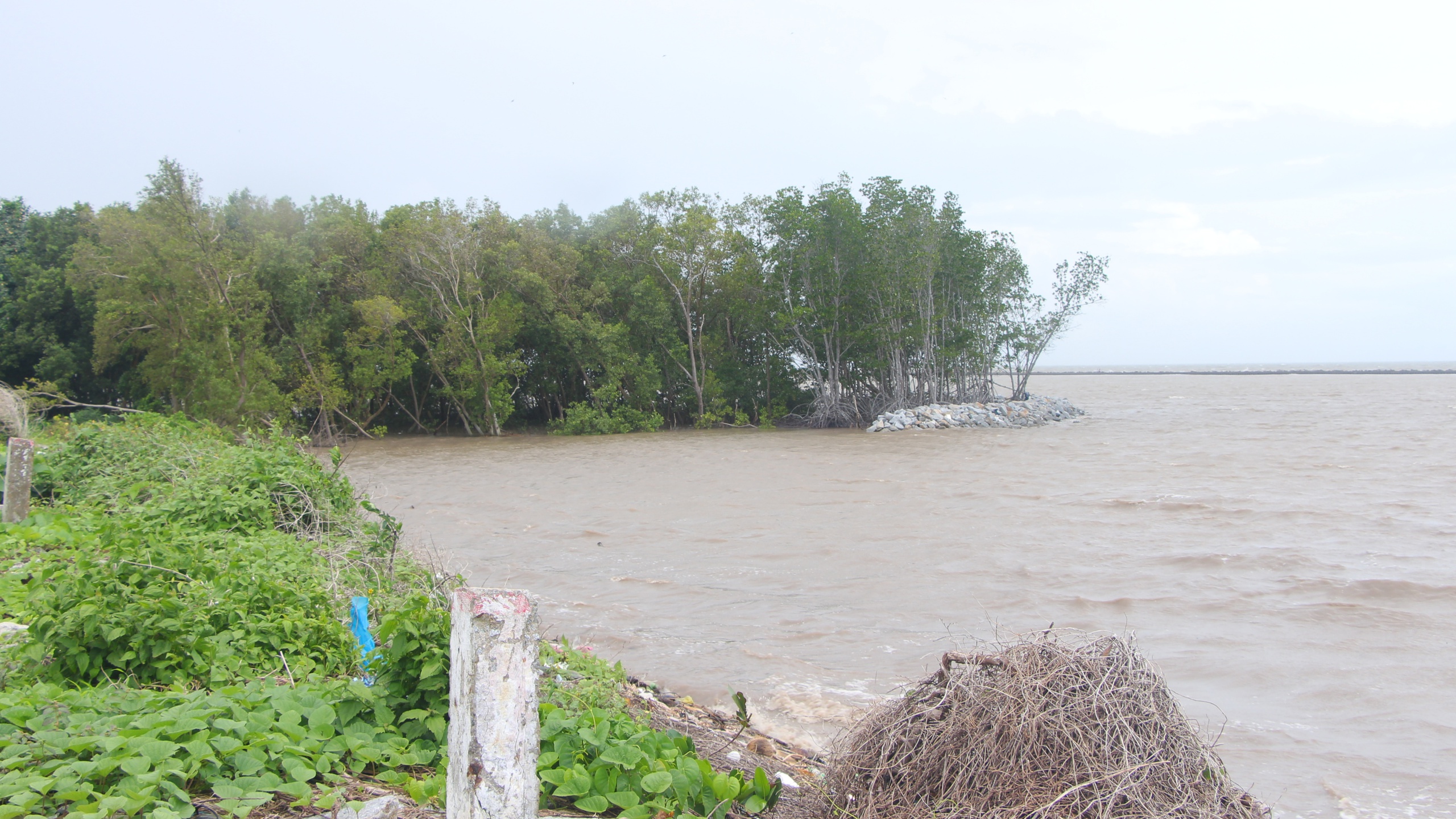 C&agrave; Mau: Đ&ecirc; biển T&acirc;y "oằn m&igrave;nh" giữa m&ugrave;a mưa b&atilde;o- Ảnh 10.