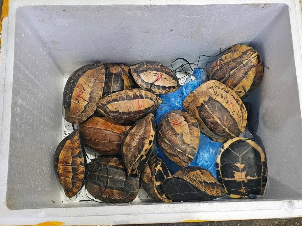 Tuy&ecirc;n Quang: Bắt đối tượng vận chuyển, bu&ocirc;n b&aacute;n 15 c&aacute; thể r&ugrave;a hiếm- Ảnh 2.