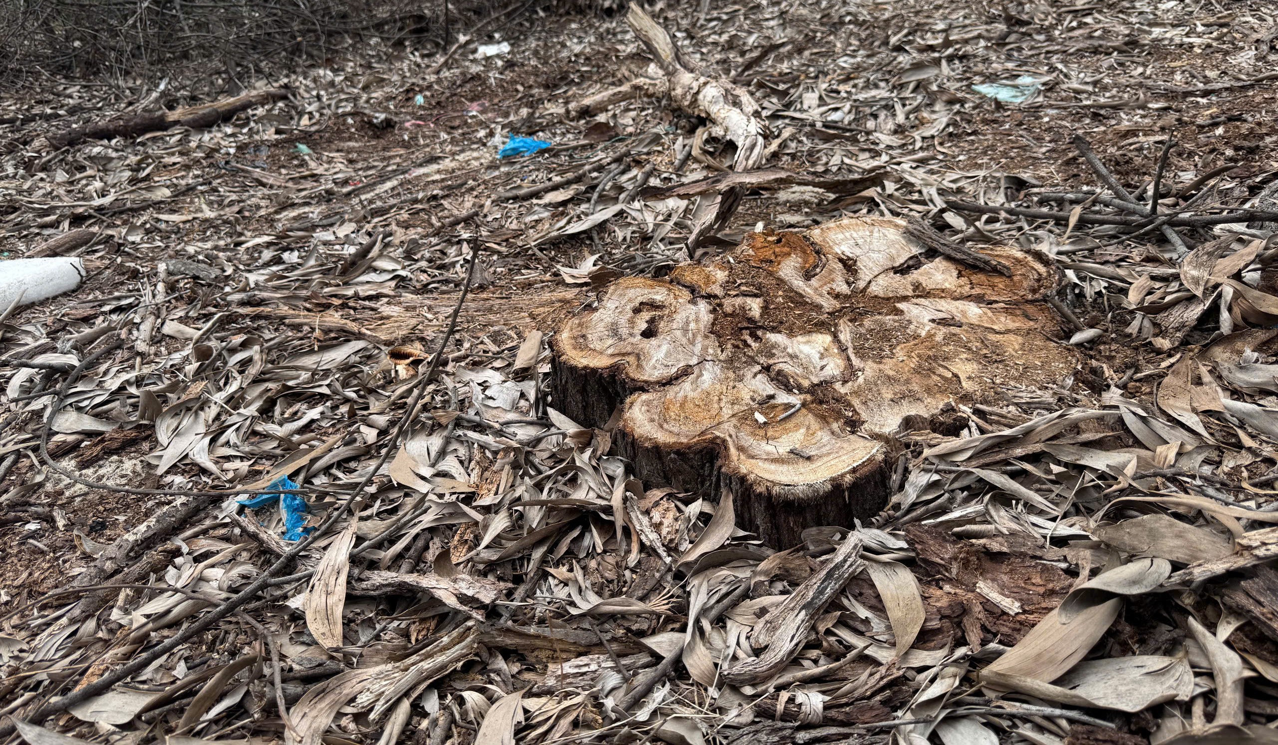 Huế: Y&ecirc;u cầu điều tra 2,5ha rừng ph&ograve;ng hộ bị khai th&aacute;c tr&aacute;i ph&eacute;p- Ảnh 2.