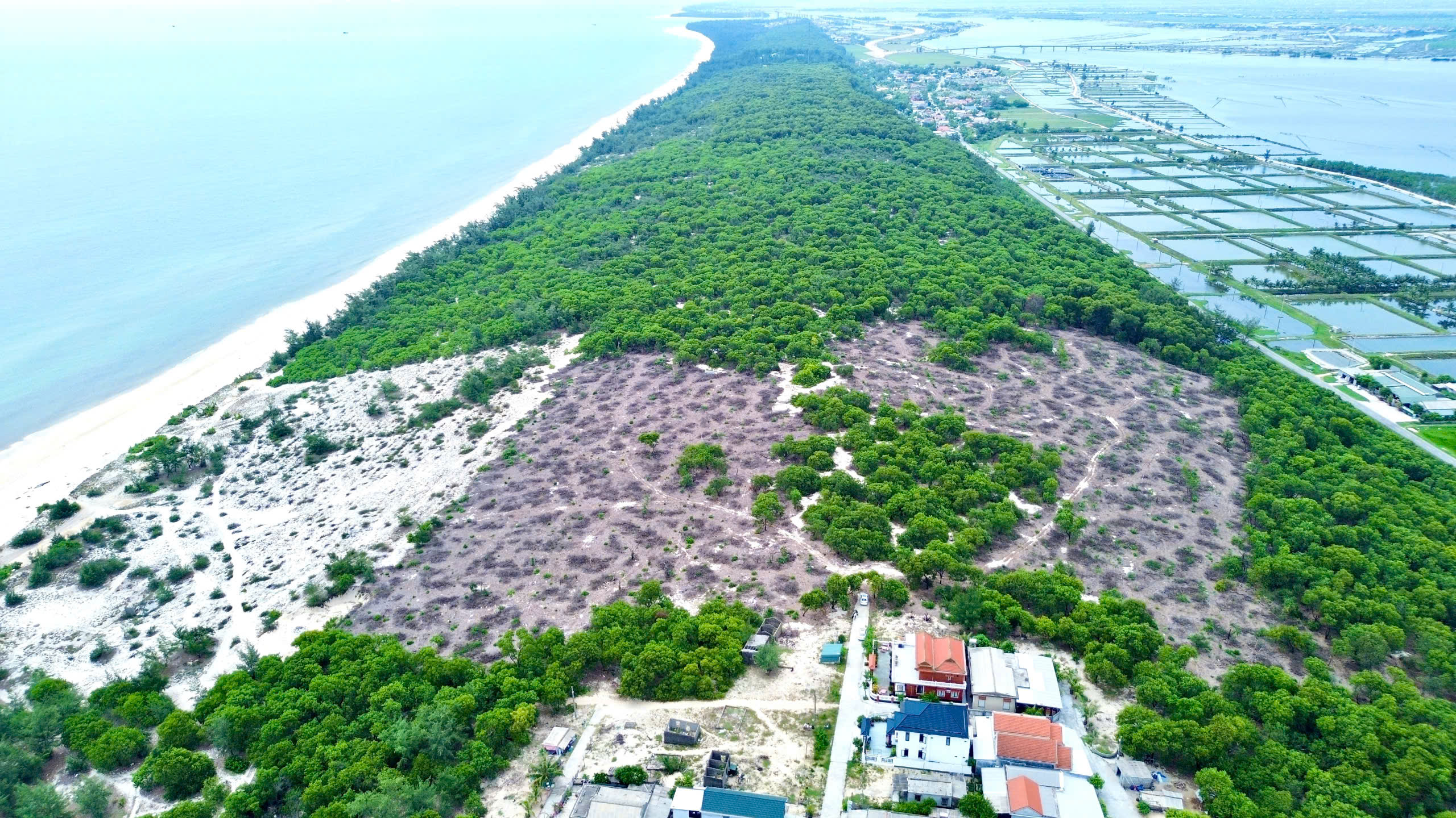 Huế: Y&ecirc;u cầu điều tra 2,5ha rừng ph&ograve;ng hộ bị khai th&aacute;c tr&aacute;i ph&eacute;p- Ảnh 1.